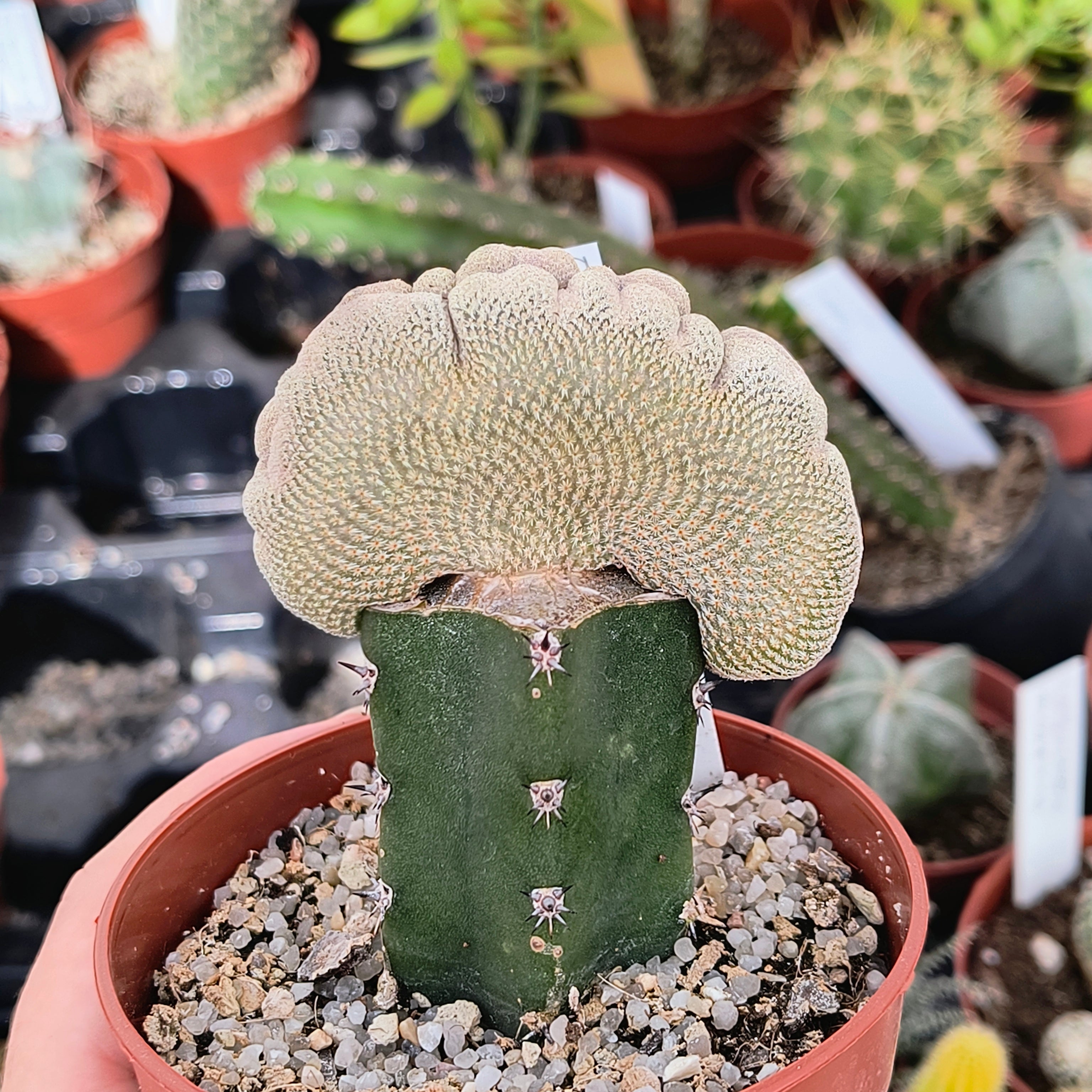 Epithelantha bokei cristata