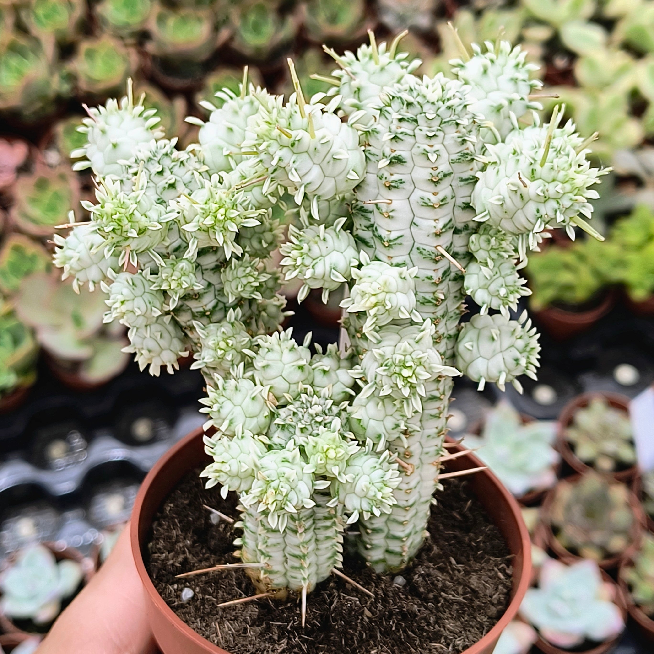 Euphorbia mammillaris f. variegata