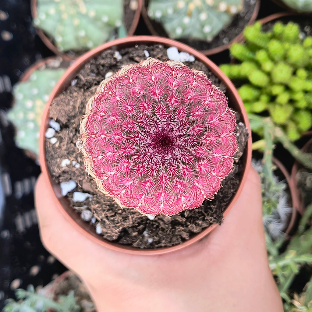 Echinocereus rigidissimus v. rubispinus