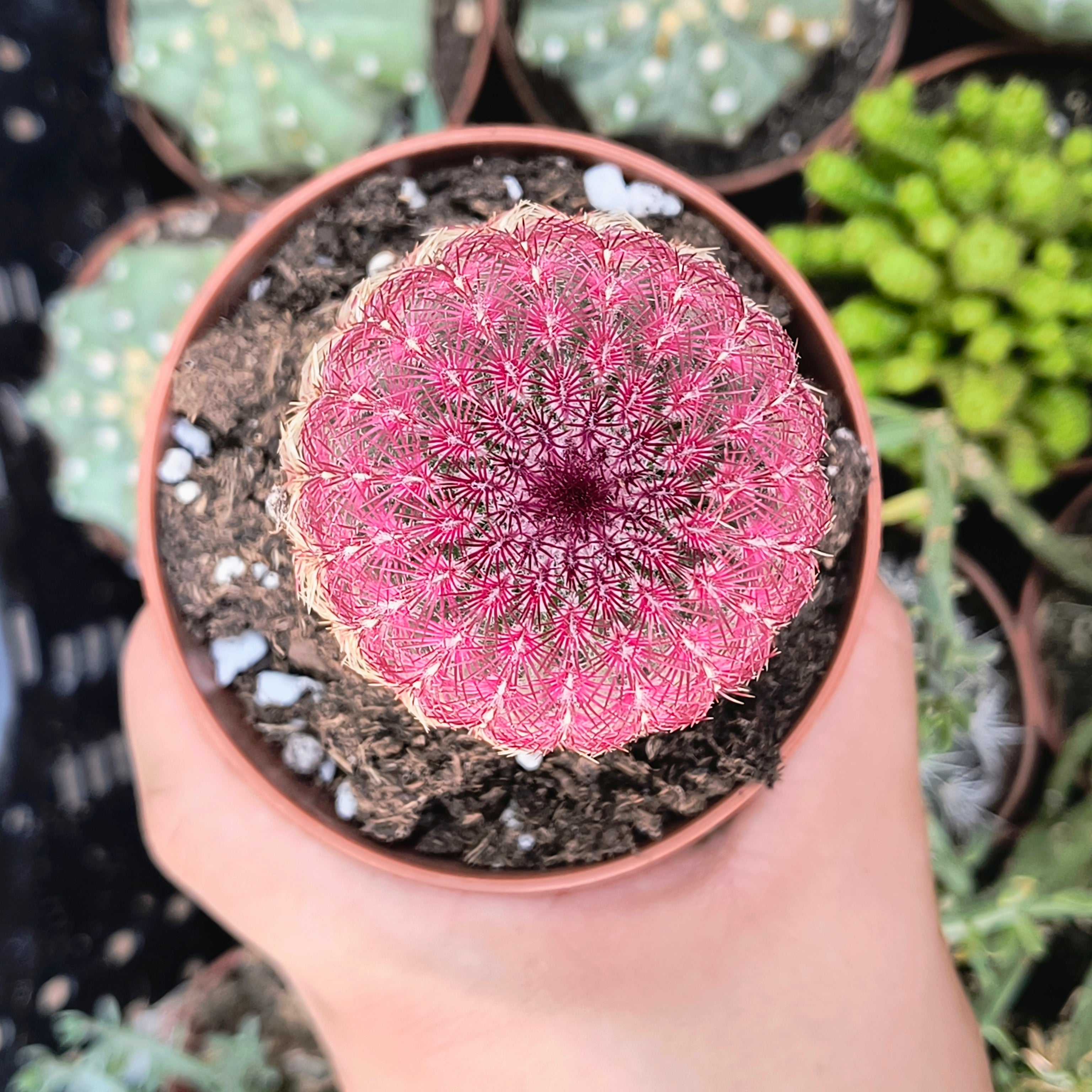 Echinocereus rigidissimus v. rubispinus