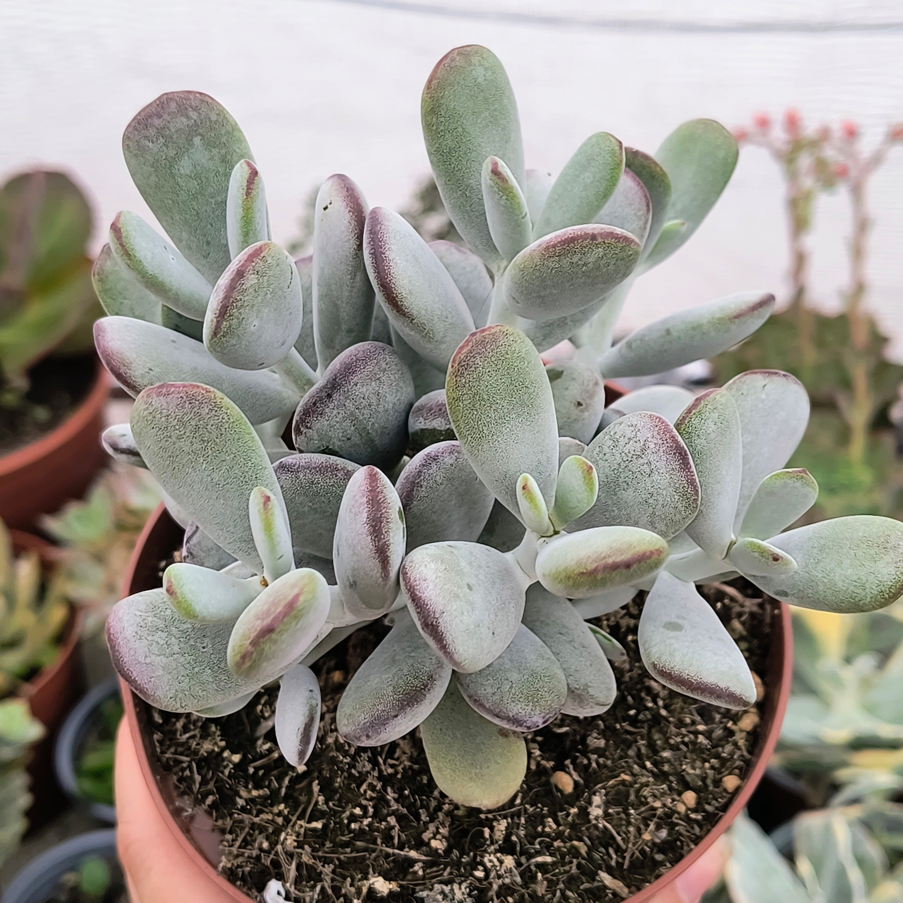 Cotyledon orbiculata 'Oophylla'