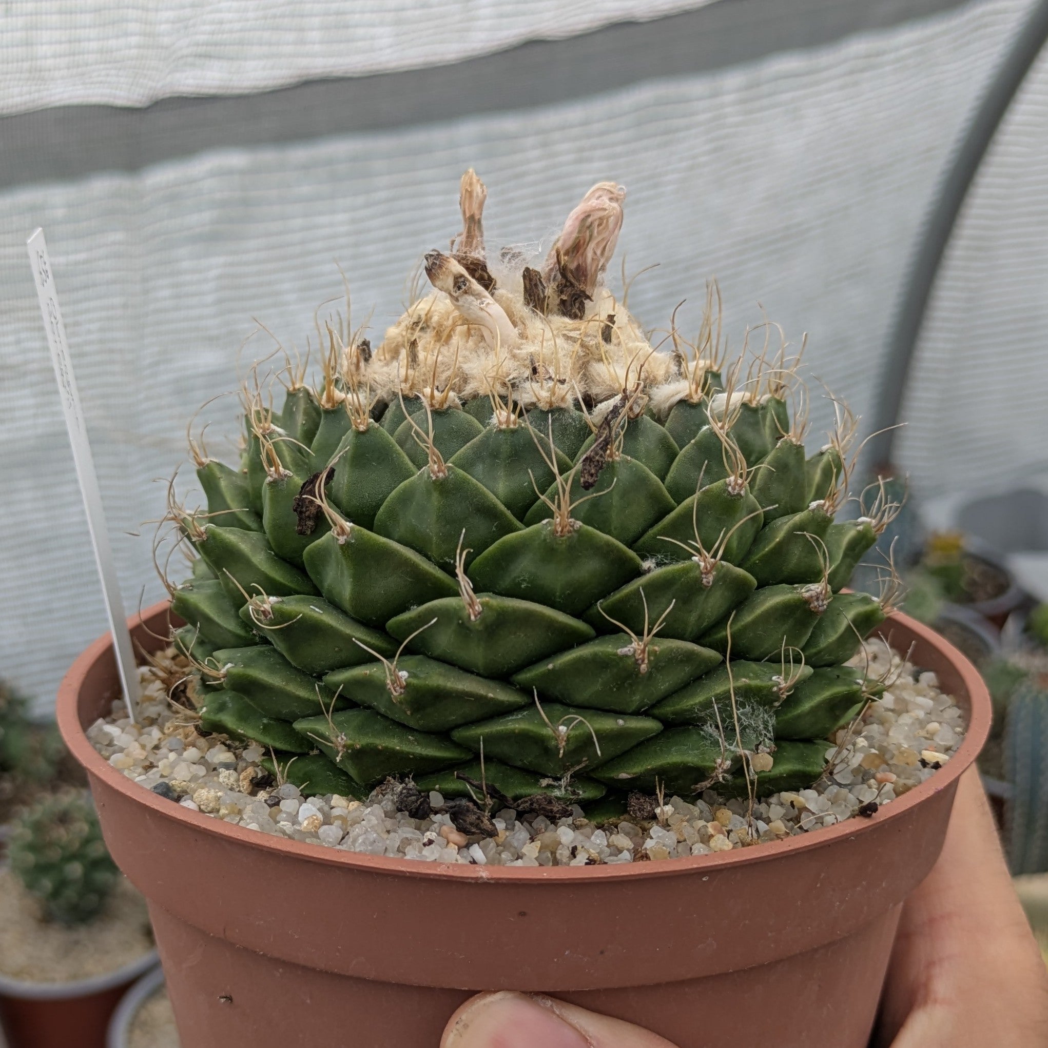 Obregonia denegrii XL EJEMPLAR
