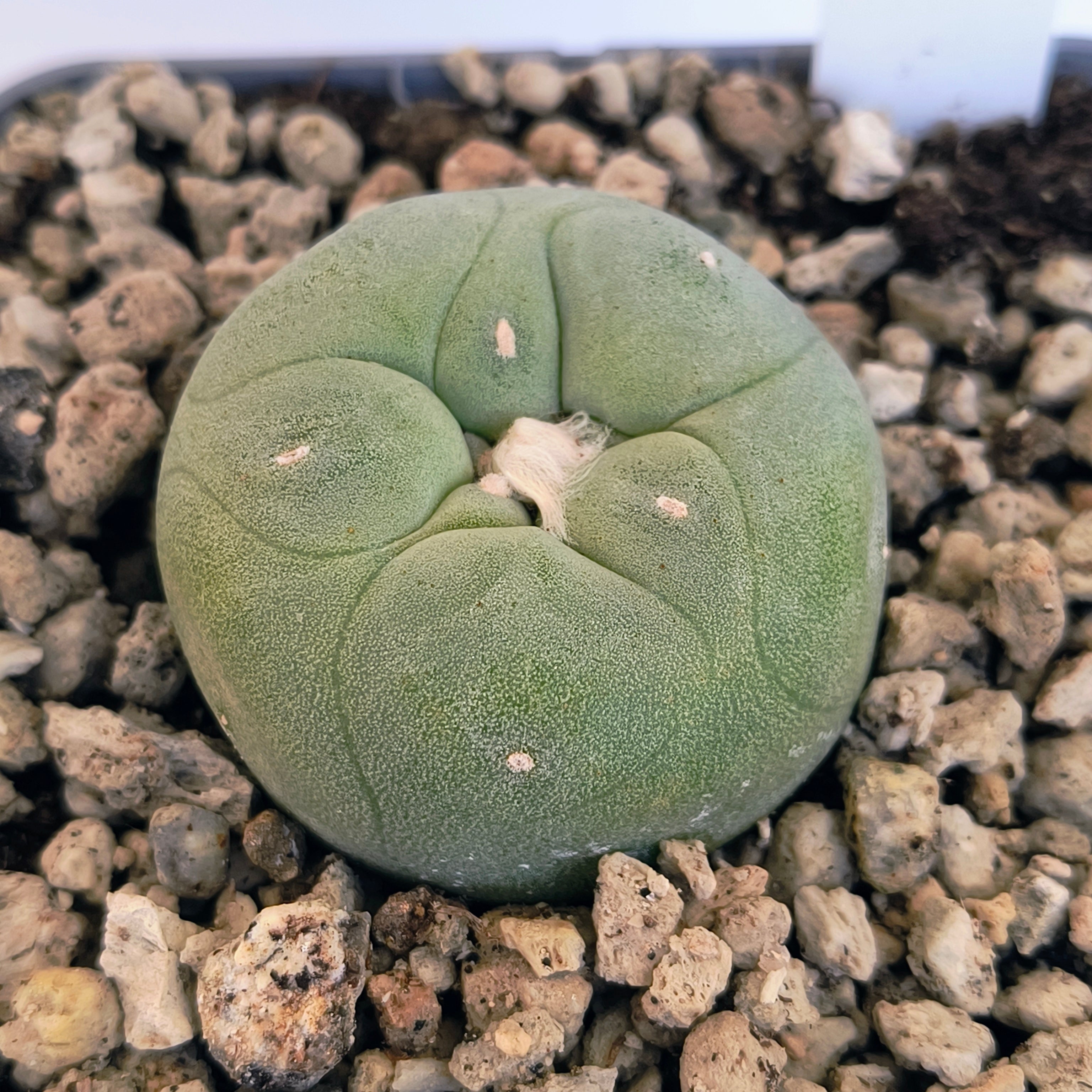 Lophophora diffusa cv. "Koike"
