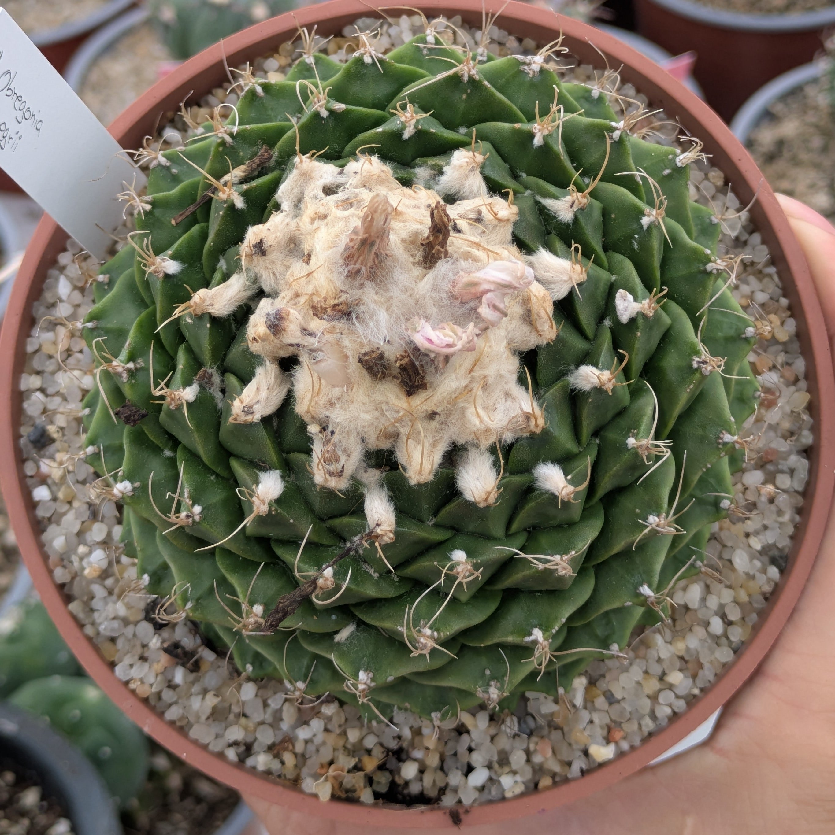 Obregonia denegrii XL EJEMPLAR