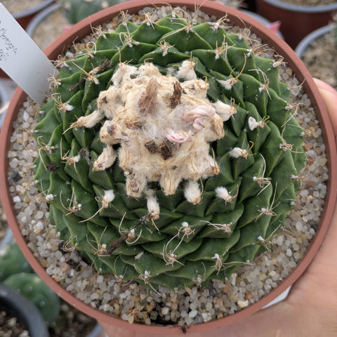 Obregonia
