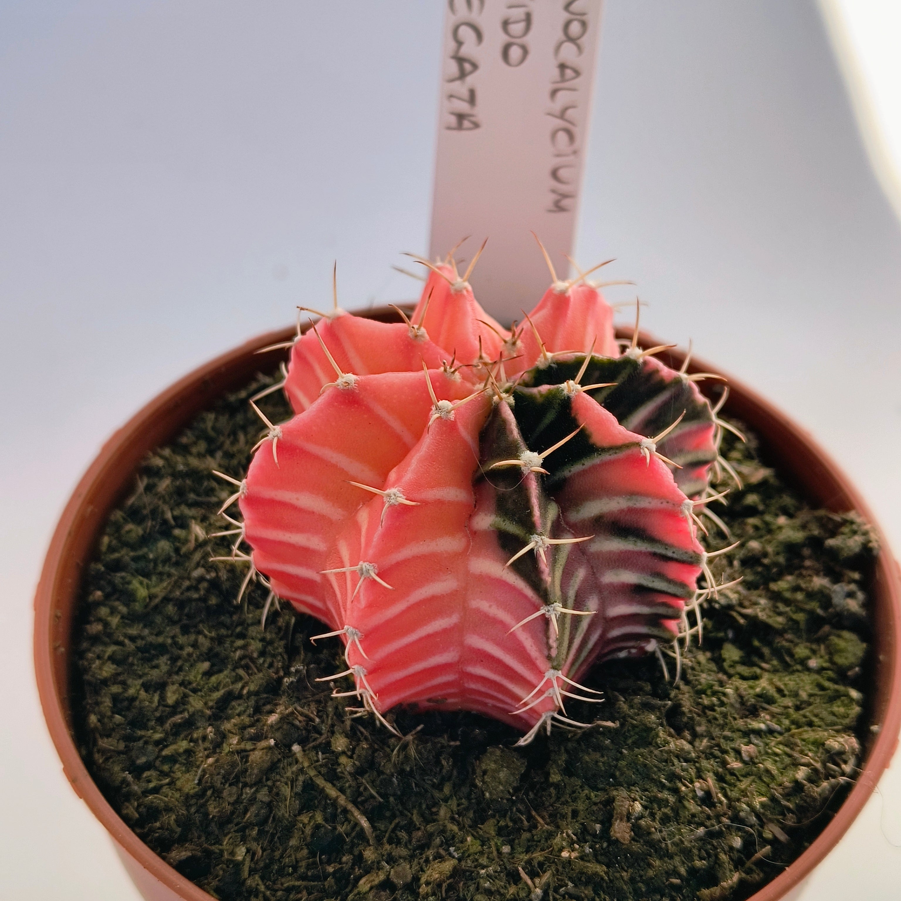 Gymnocalycium híbrido variegata