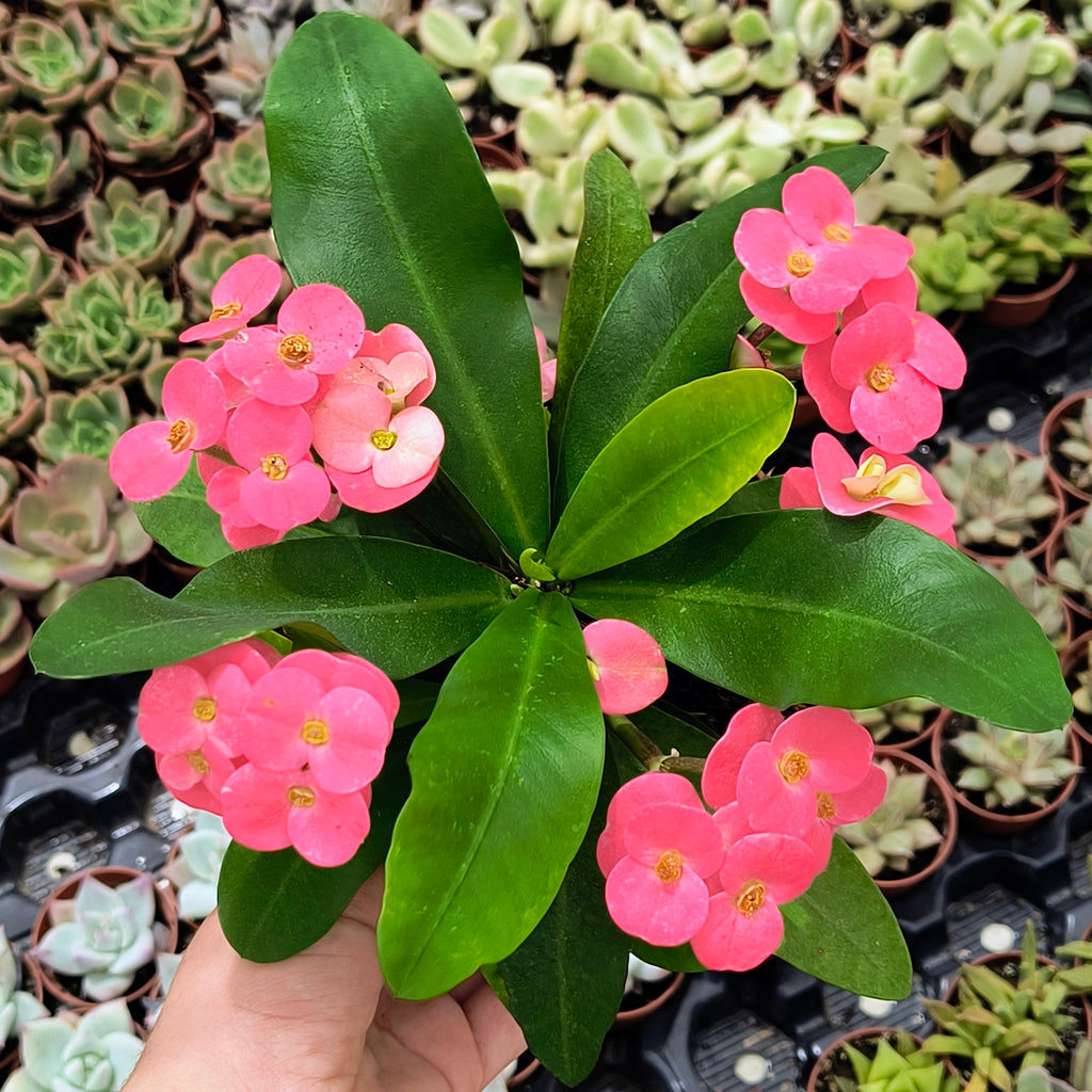 Euphorbia millii flor rosa