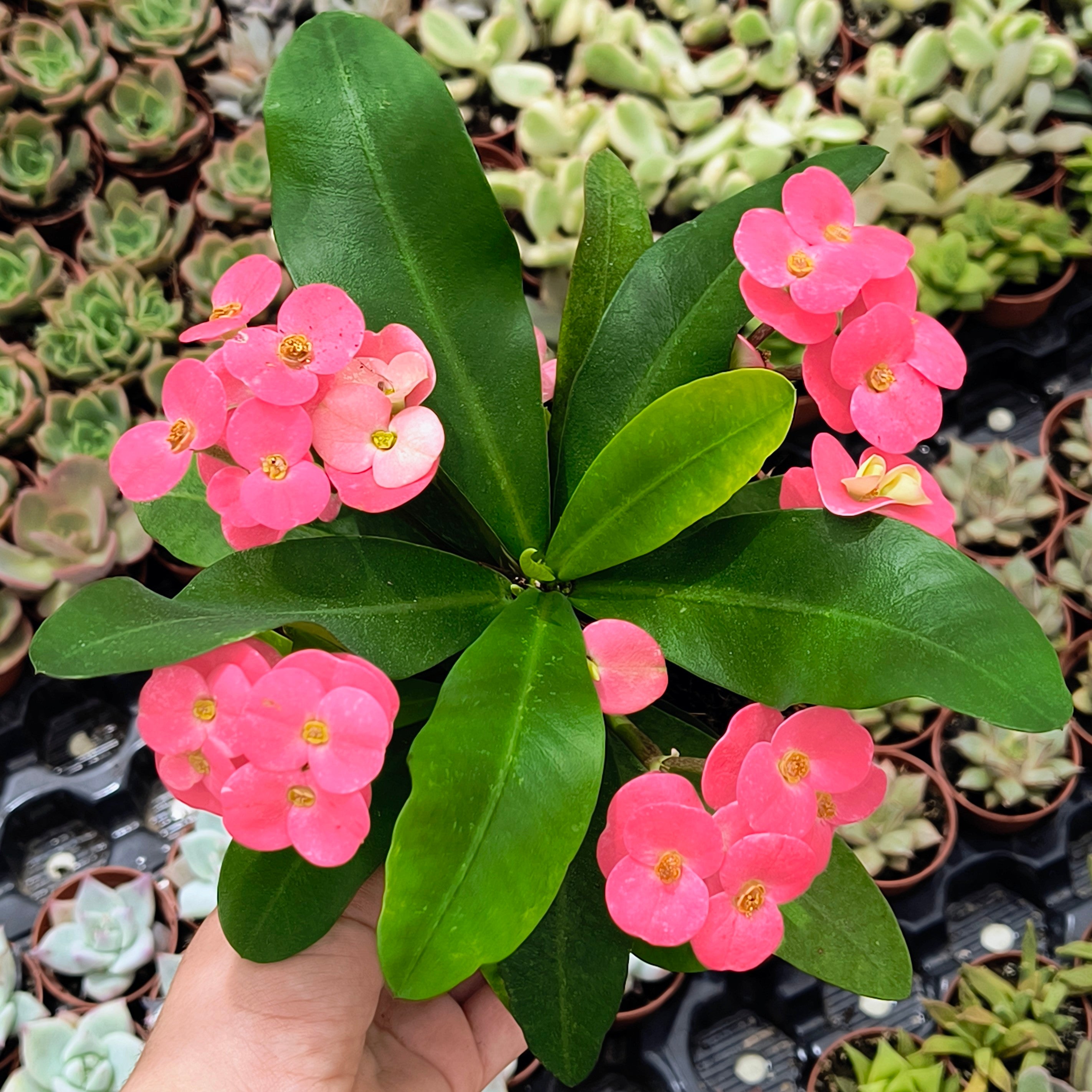 Euphorbia millii flor rosa