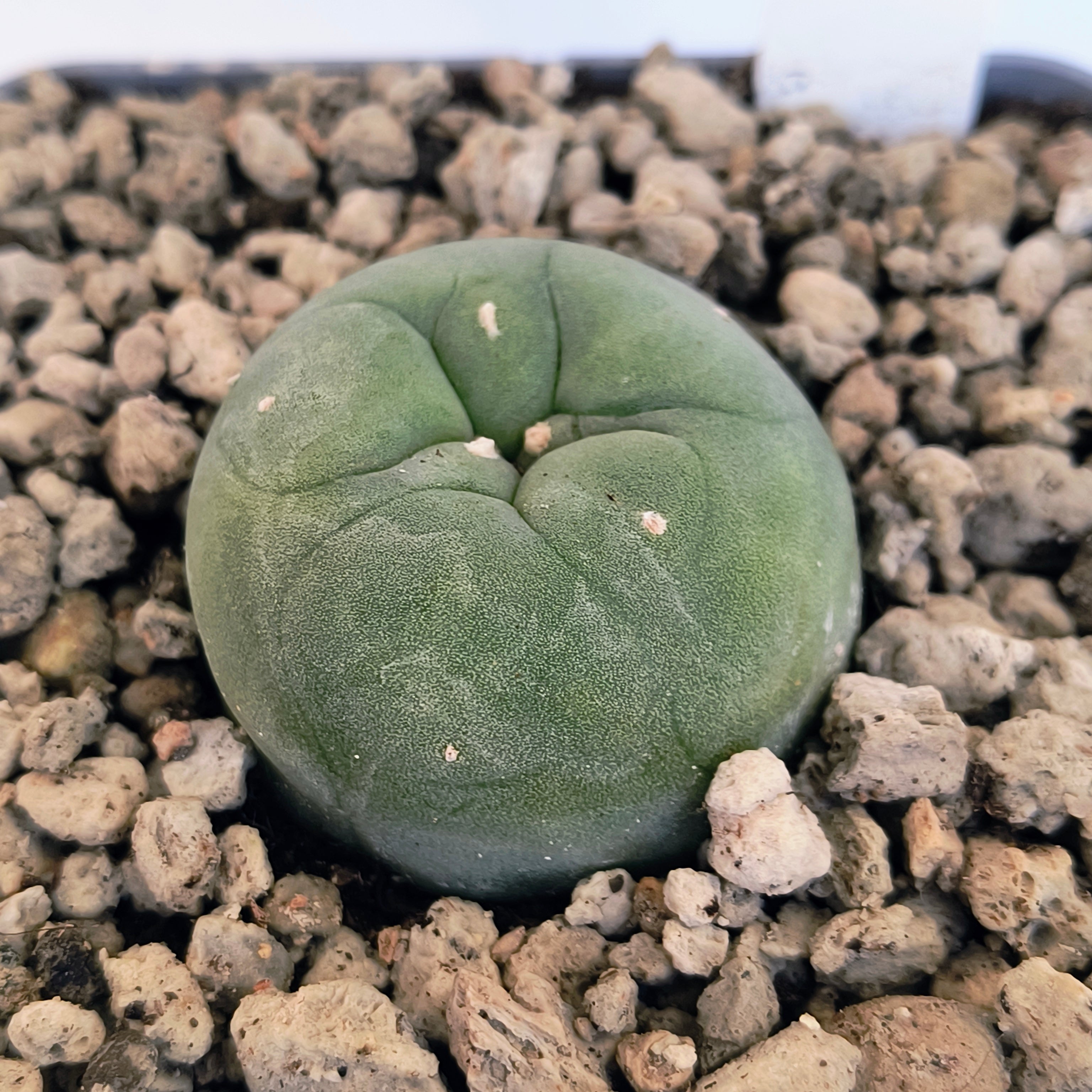 Lophophora diffusa cv. "Koike"