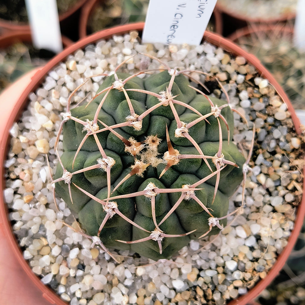 Gymnocalycium ochoterenae v. cinereum STO 1044, 44km Norte de Nogoli, San Luis