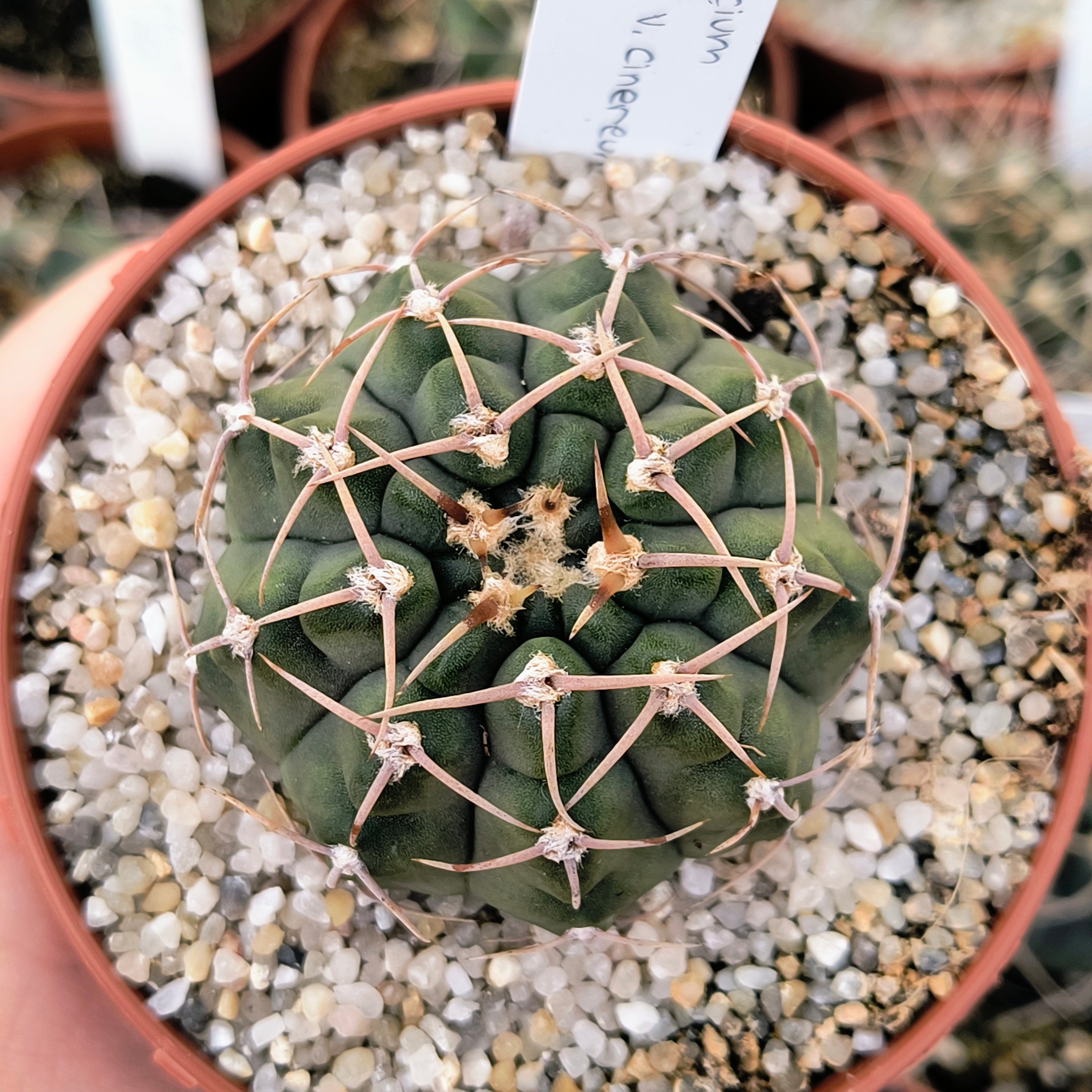 Gymnocalycium ochoterenae v. cinereum STO 1044, 44km Norte de Nogoli, San Luis