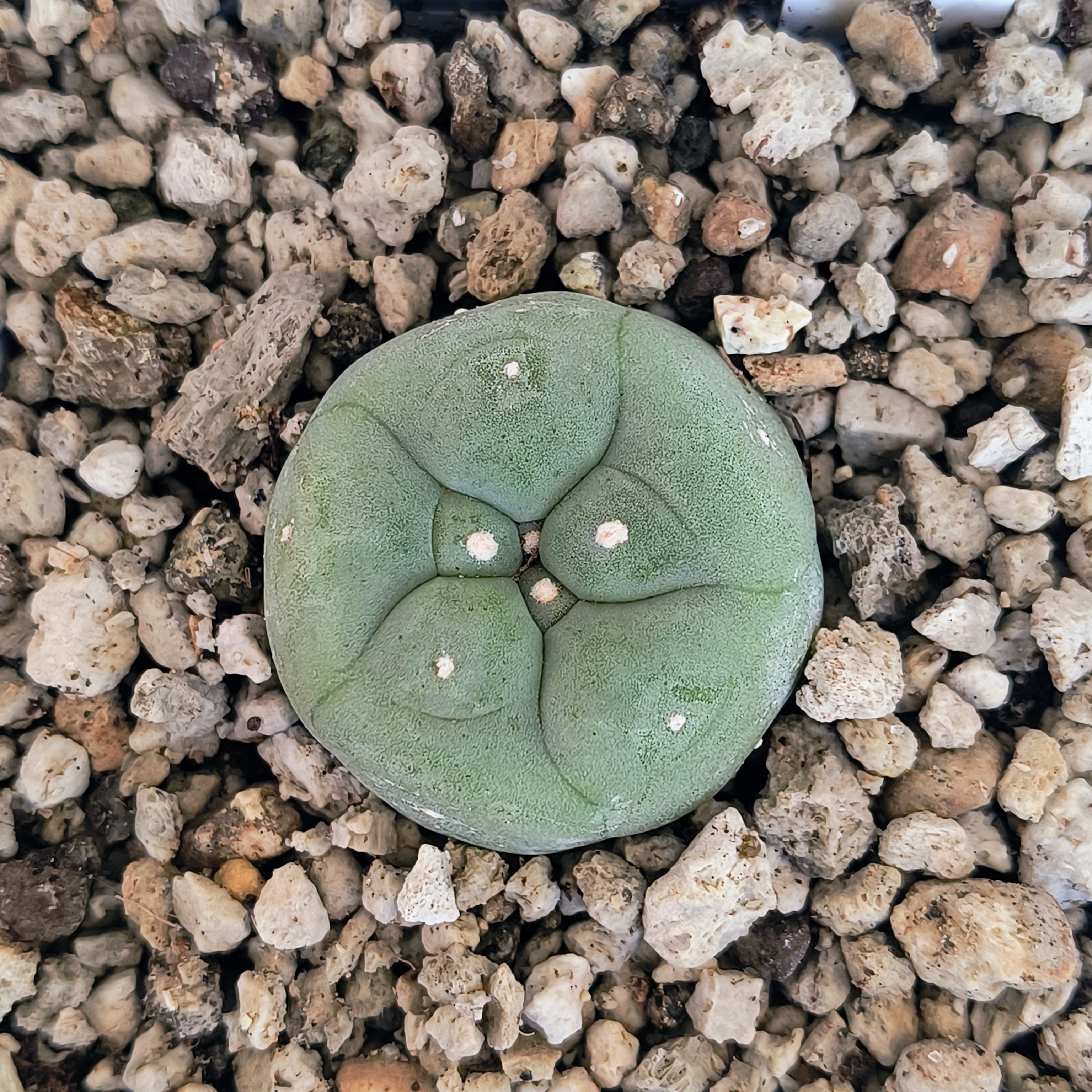 Lophophora diffusa cv. "Koike"