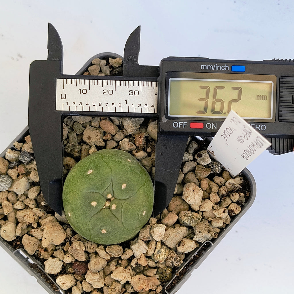 Lophophora diffusa cv. "Koike"