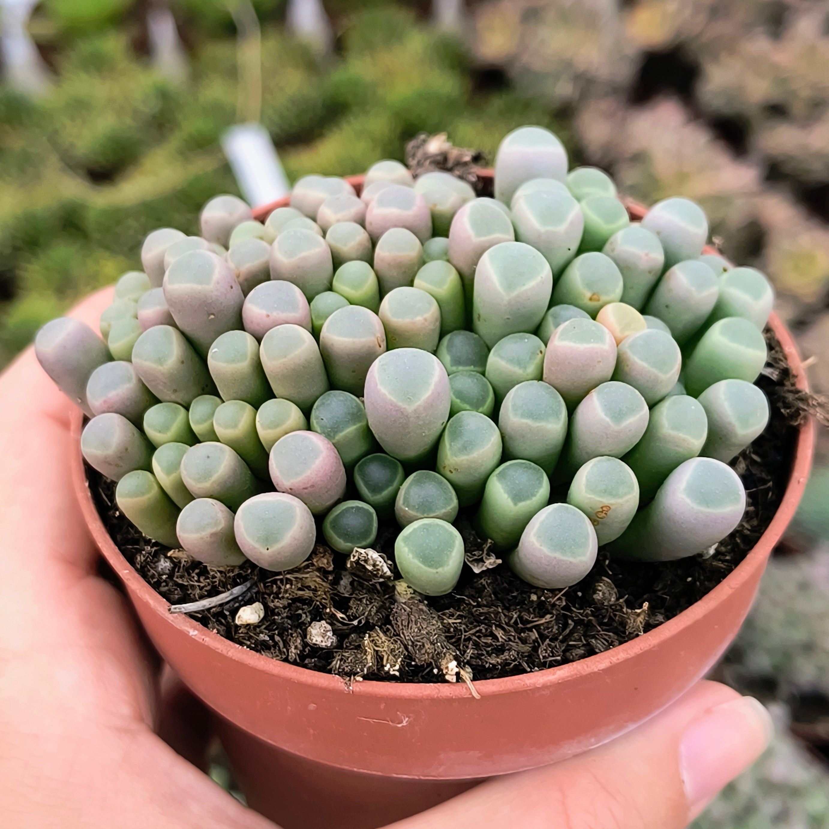 Fenestraria aurantiaca
