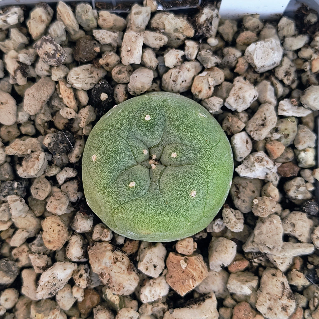 Lophophora diffusa cv. "Koike"