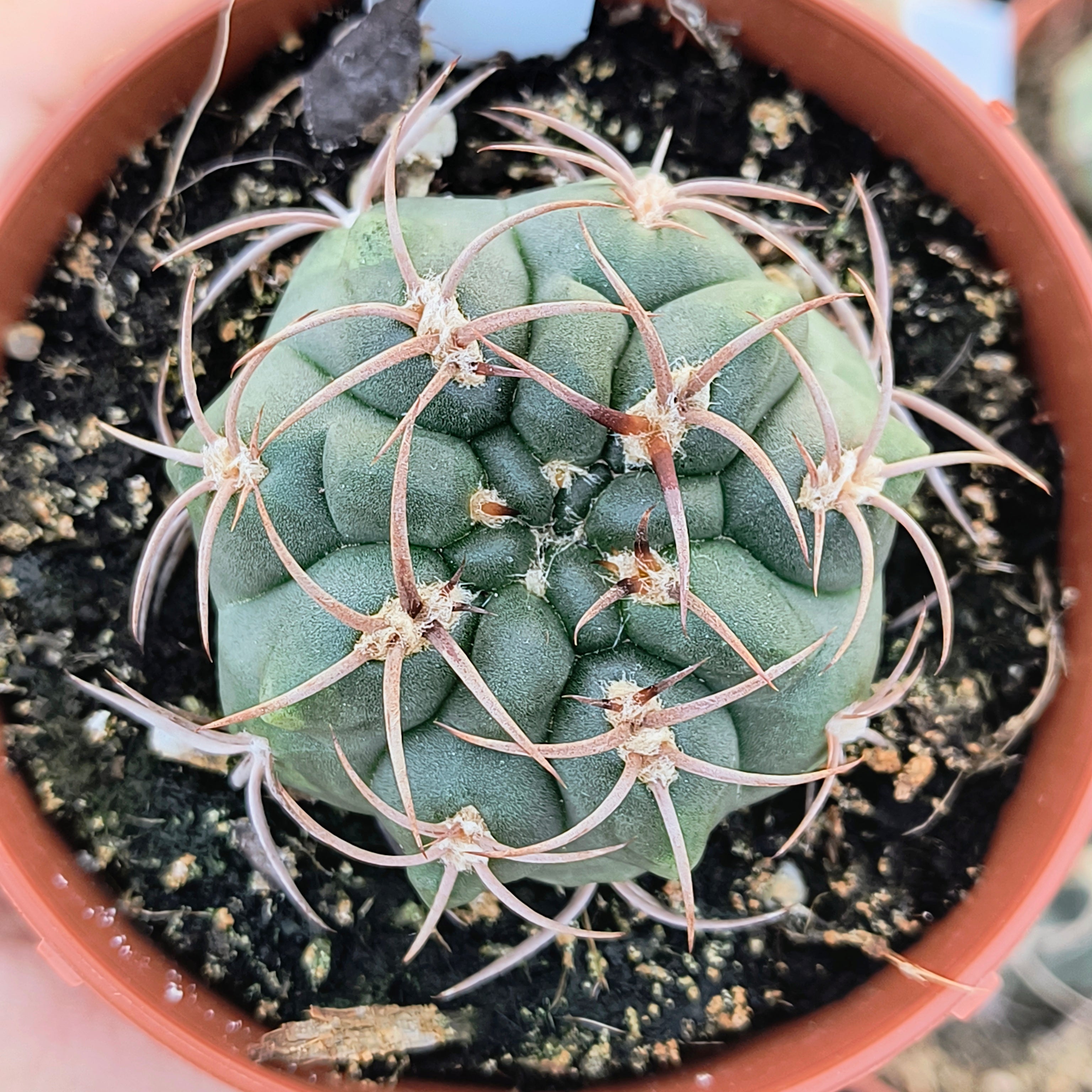 Gymnocalycium tillianum R 227 Sierra Ambato, Catamarca
