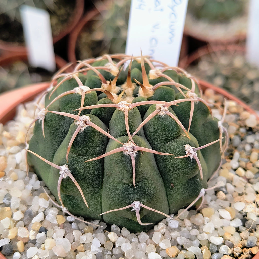 Gymnocalycium ochoterenae v. cinereum STO 1044, 44km Norte de Nogoli, San Luis
