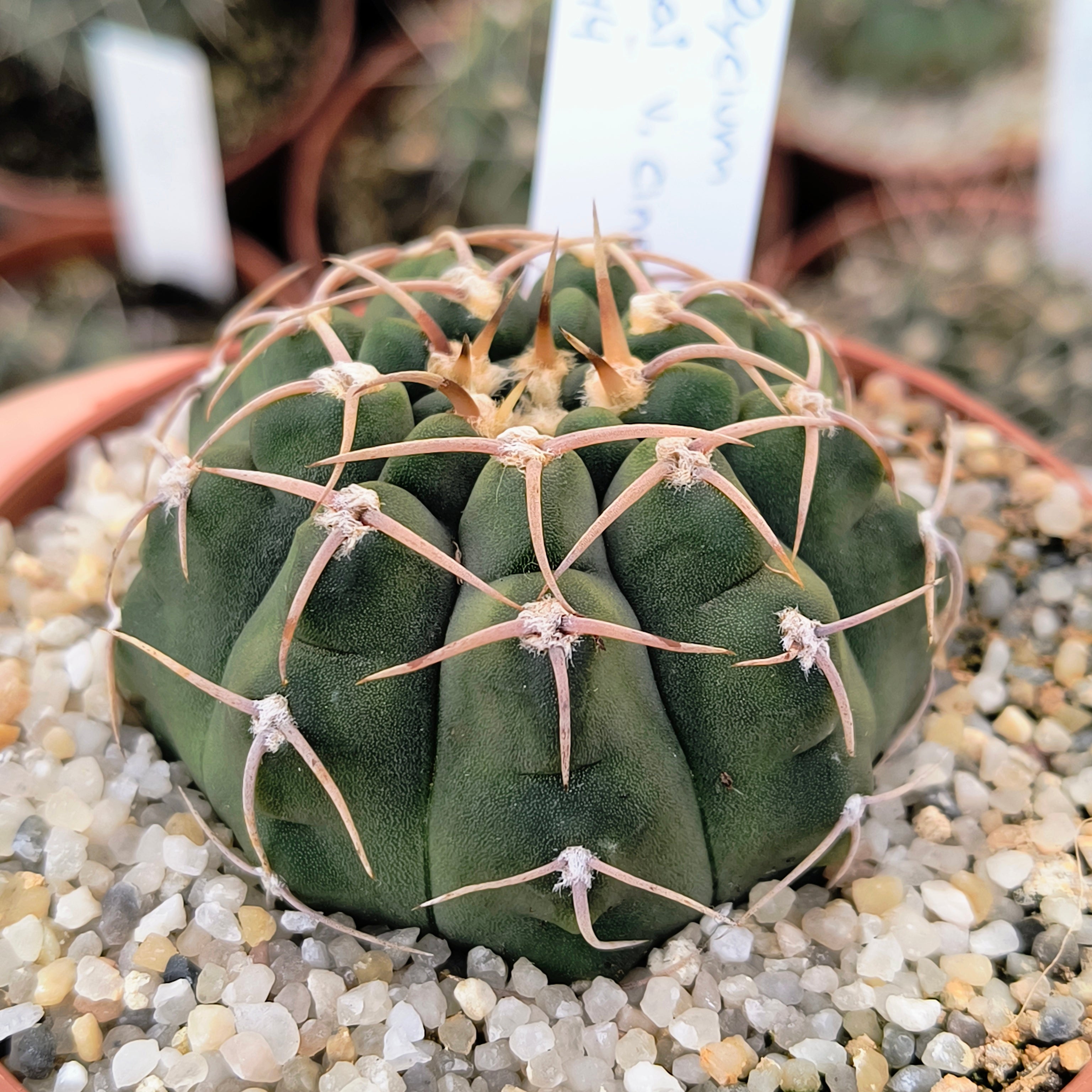 Gymnocalycium ochoterenae v. cinereum STO 1044, 44km Norte de Nogoli, San Luis