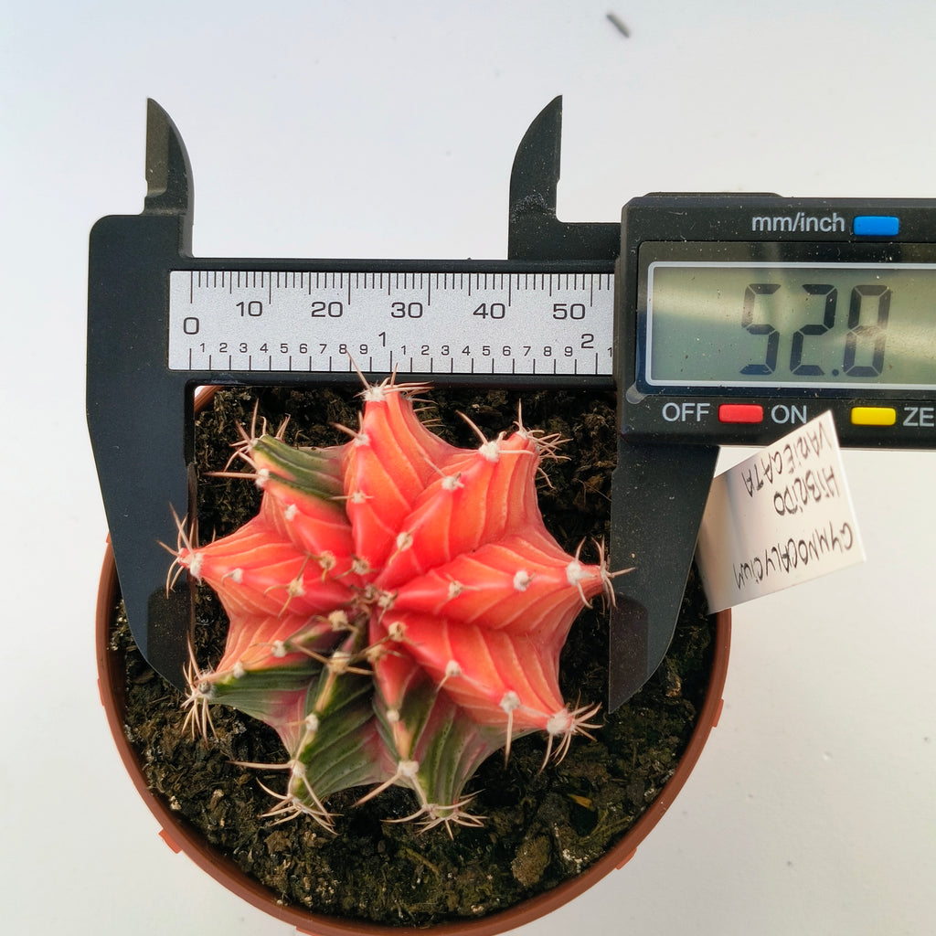 Gymnocalycium híbrido variegata