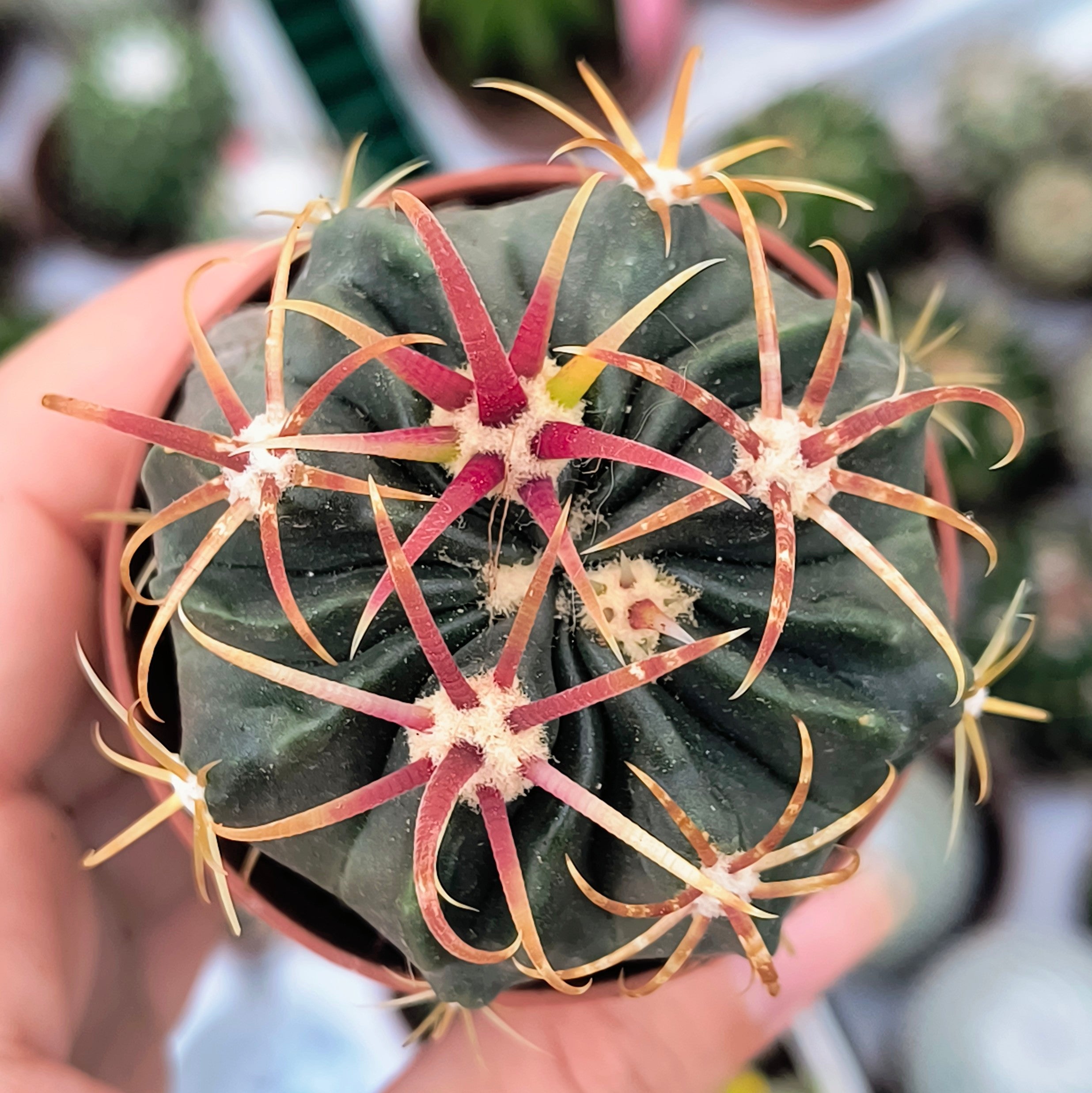 Ferocactus macrodiscus