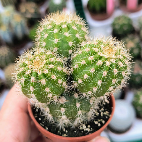 Echinopsis