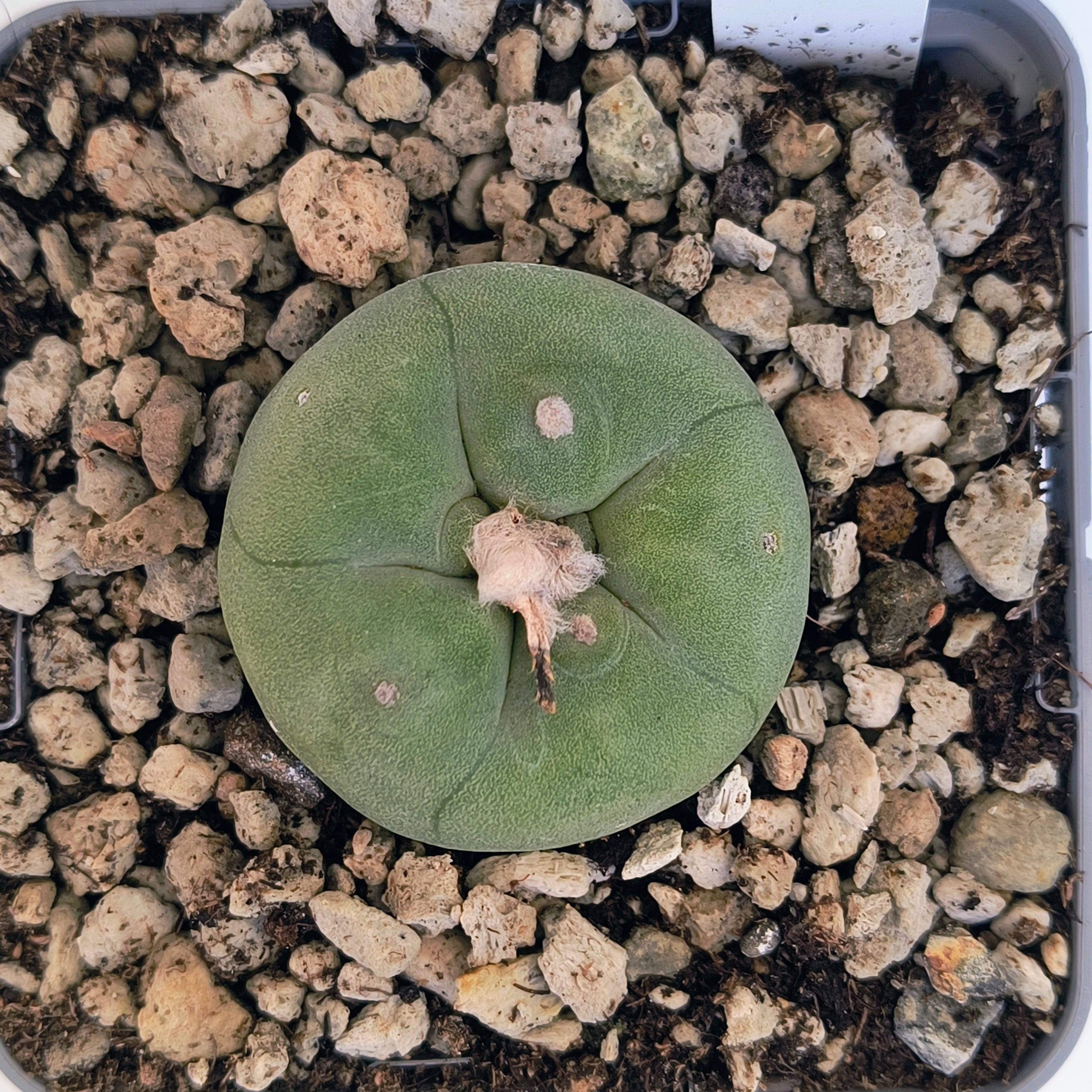 Lophophora diffusa cv. "Koike"