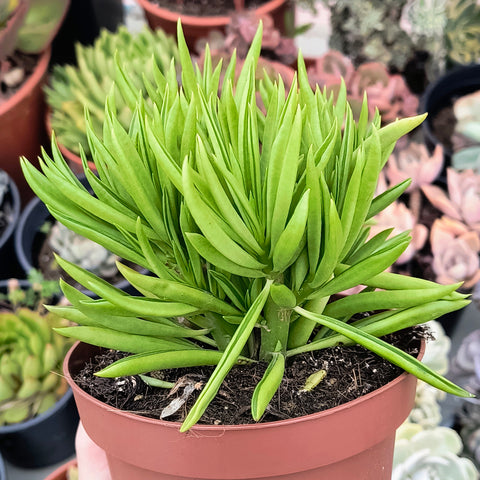 Peperomia