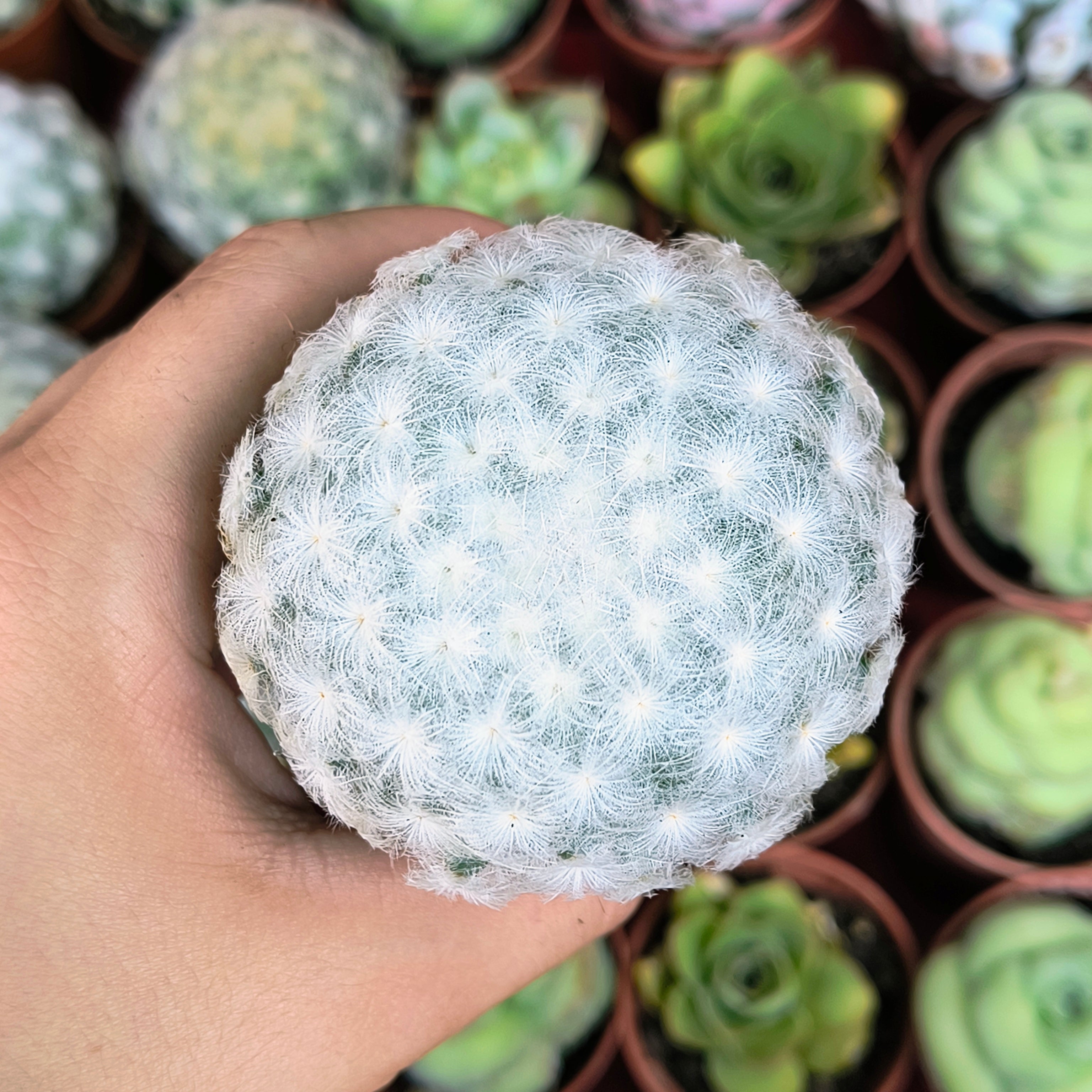 Mammillaria plumosa
