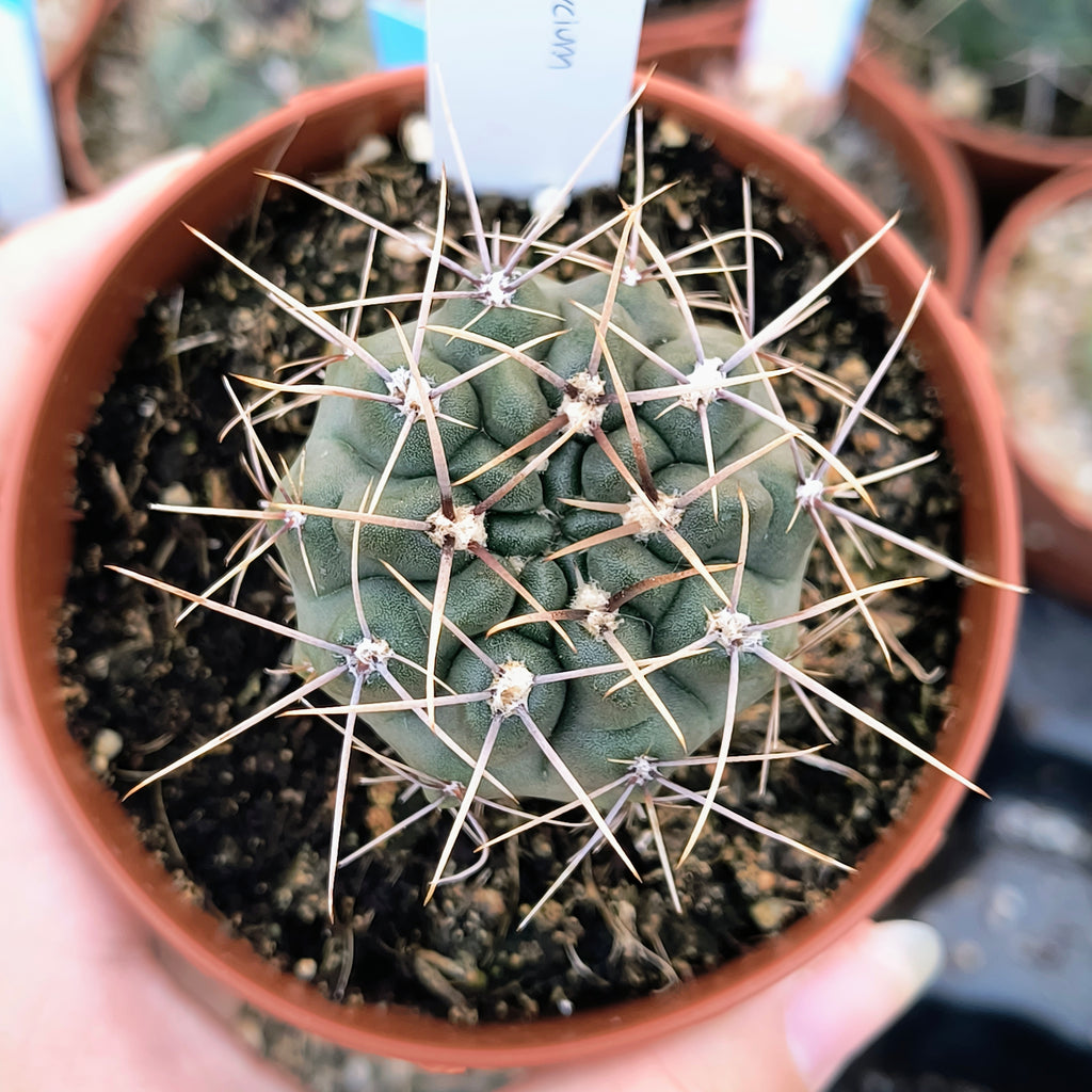 Gymnocalycium gibbosum