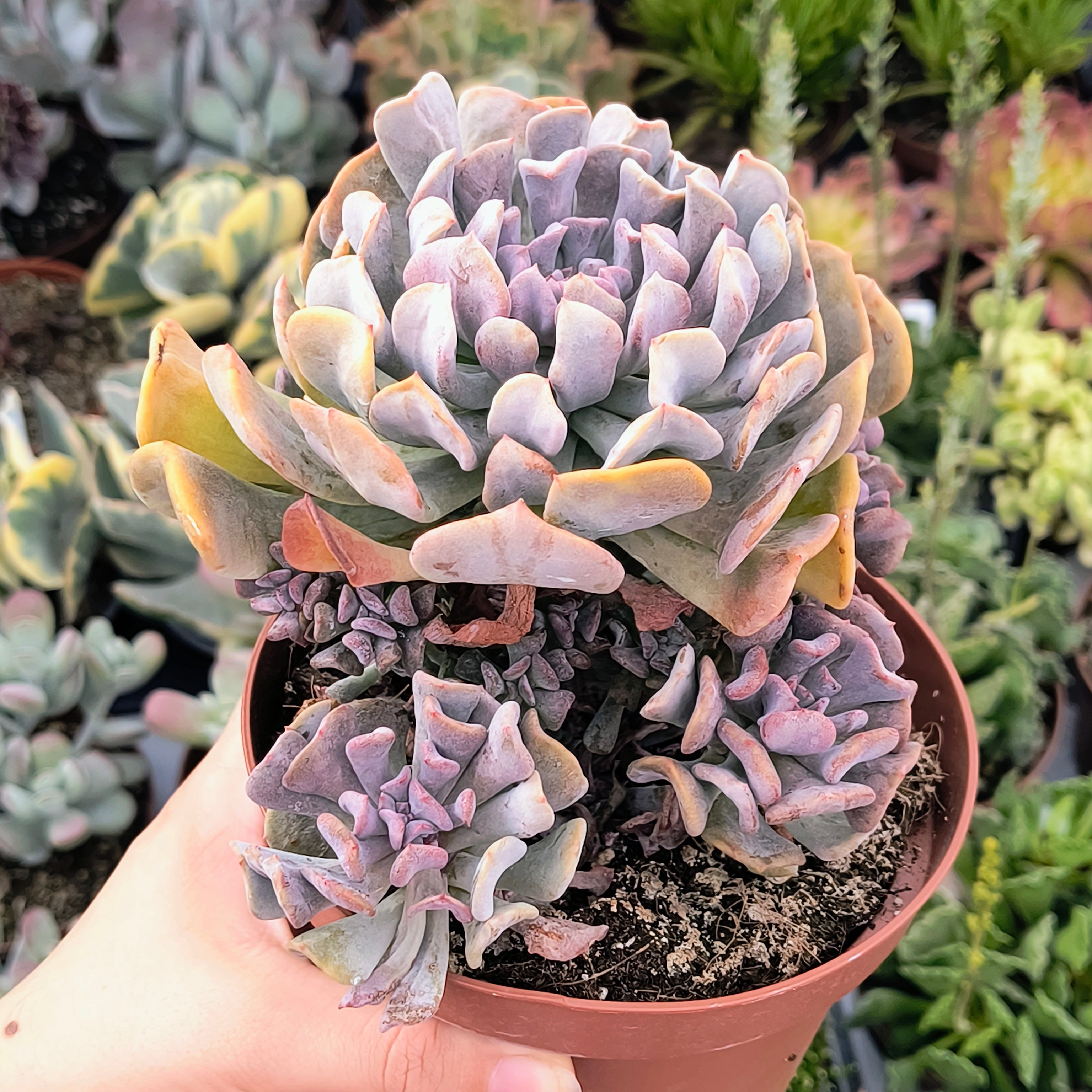 Echeveria 'Cubic frost'