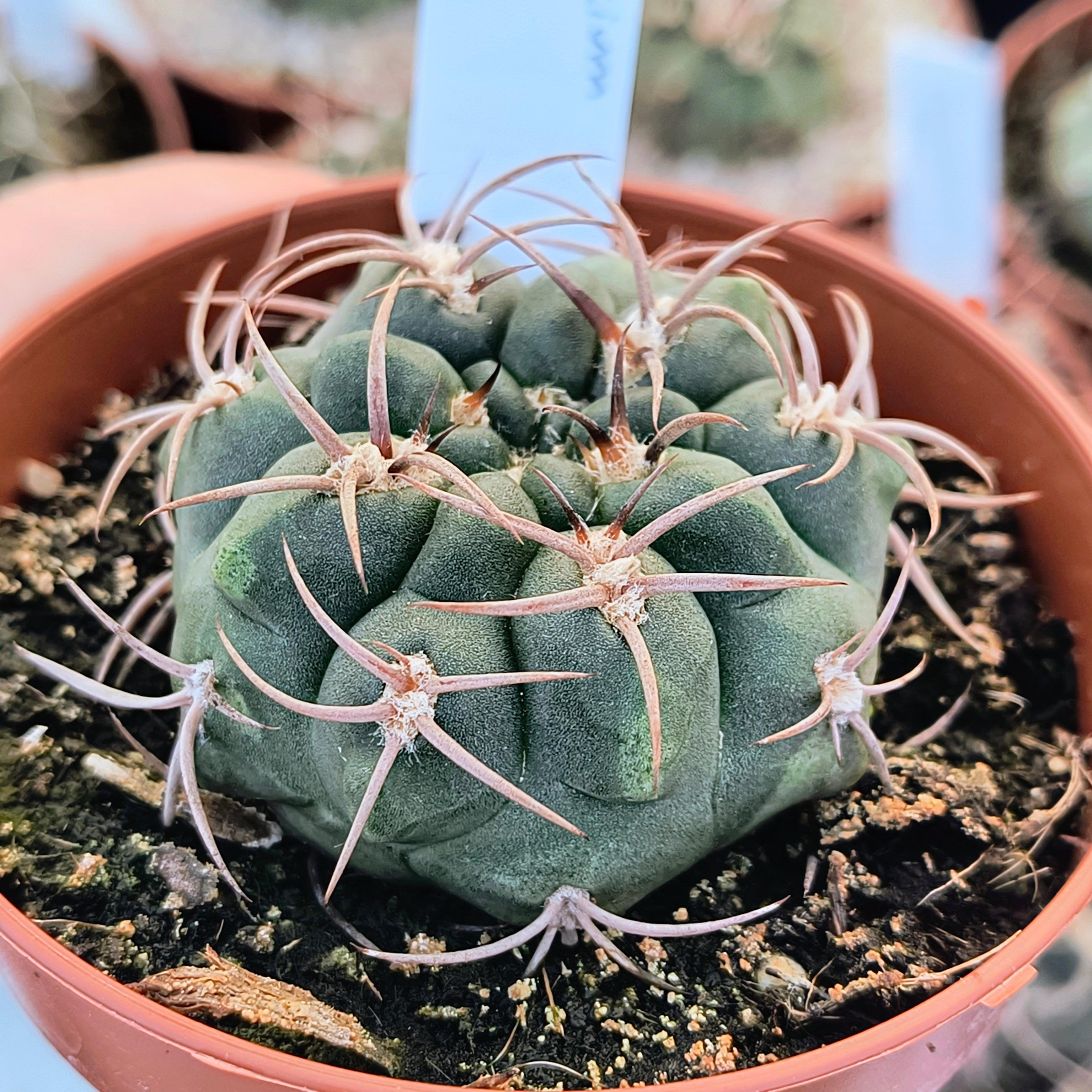 Gymnocalycium tillianum R 227 Sierra Ambato, Catamarca