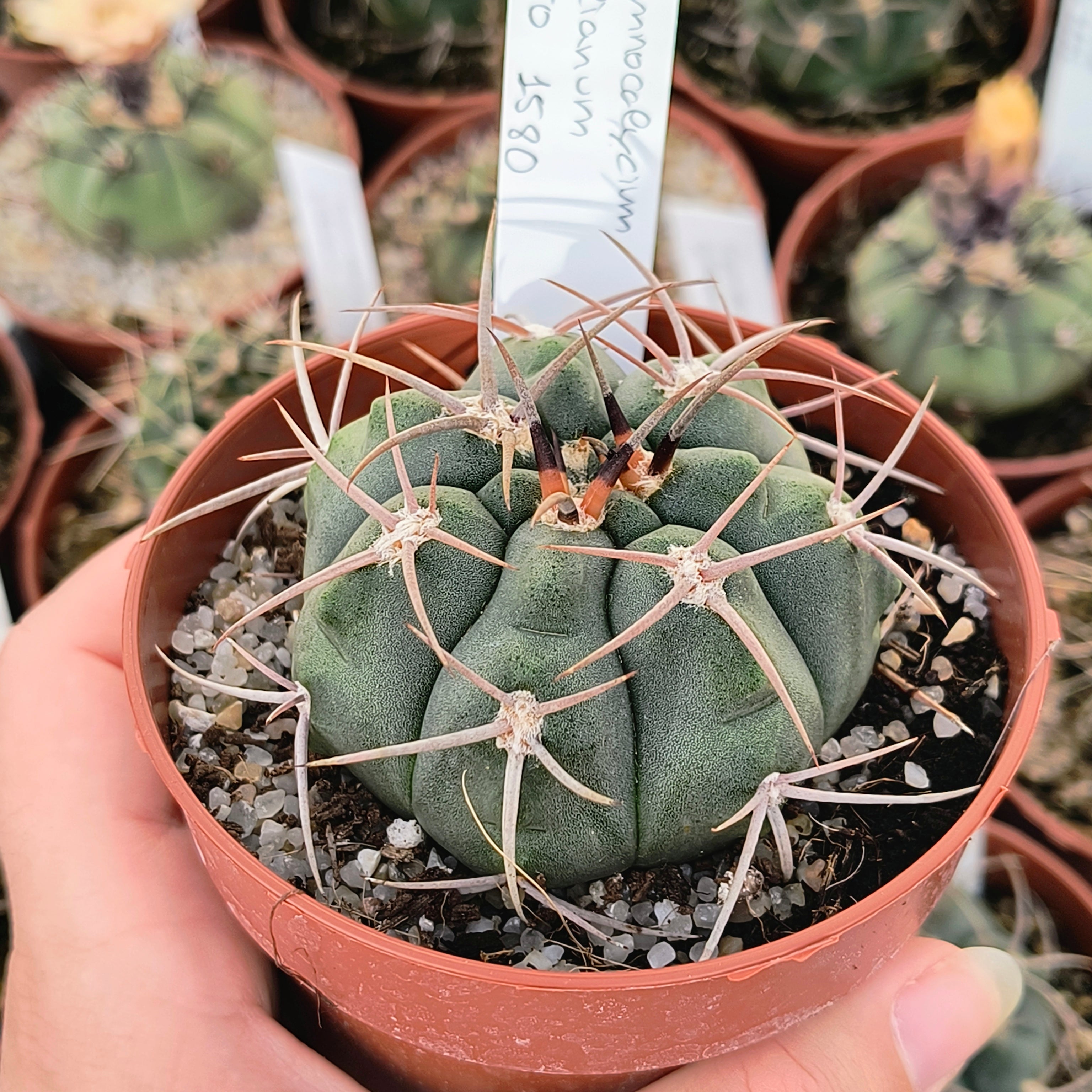 Gymnocalycium tillianum STO 1580
