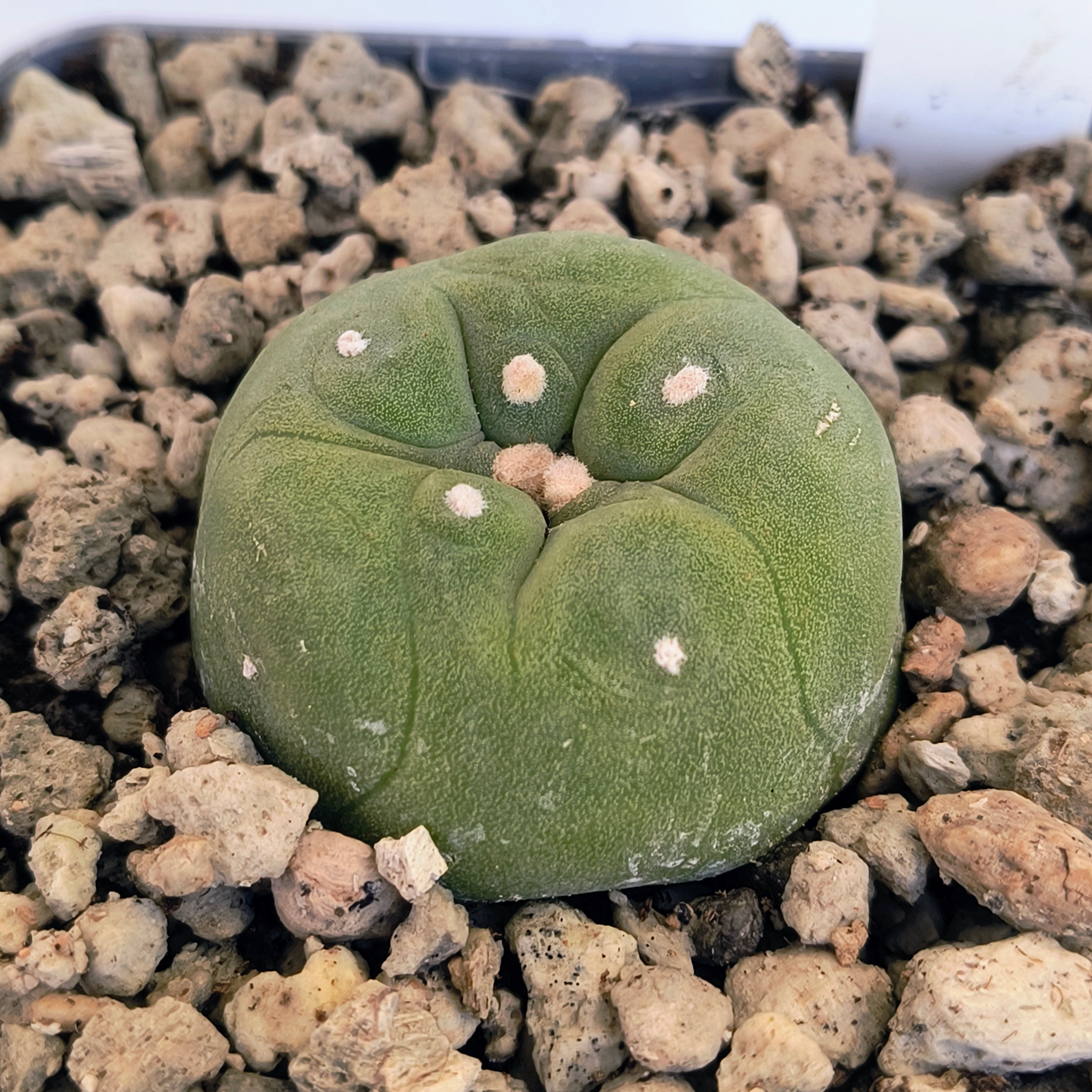 Lophophora diffusa cv. "Koike"