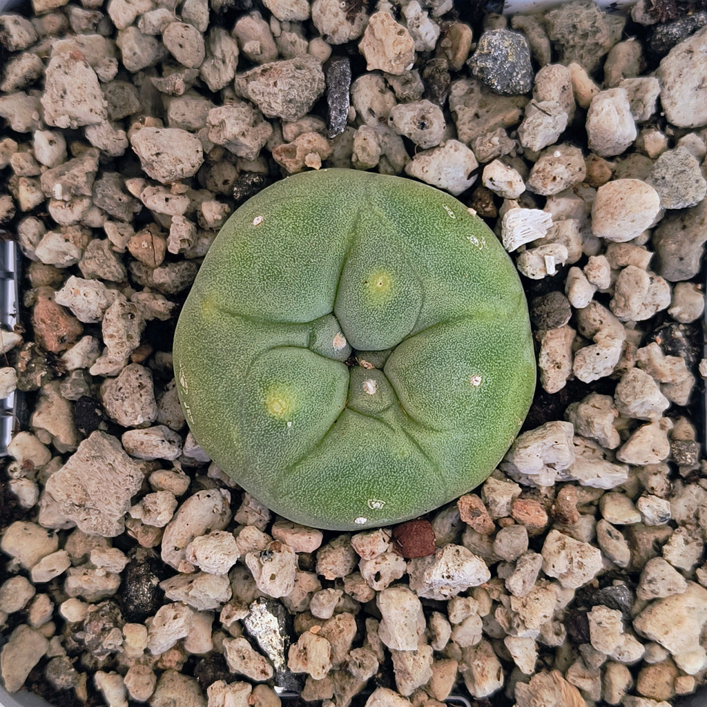 Lophophora diffusa cv. "Koike"
