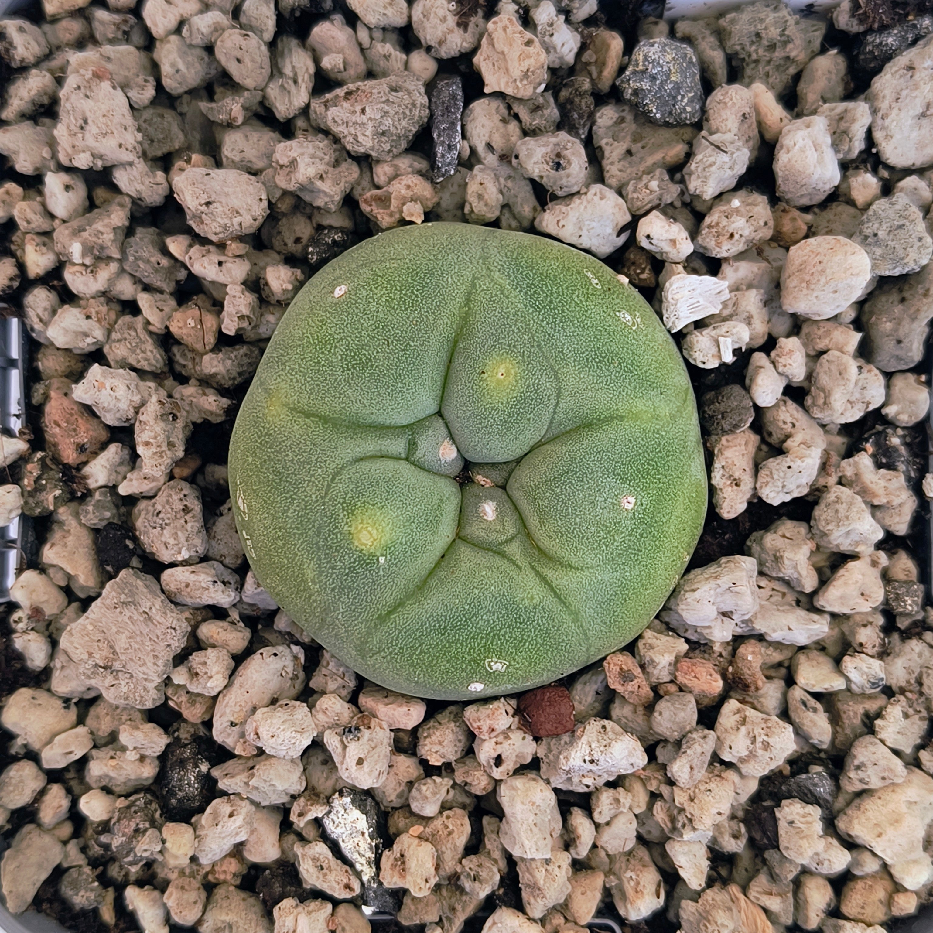 Lophophora diffusa cv. "Koike"