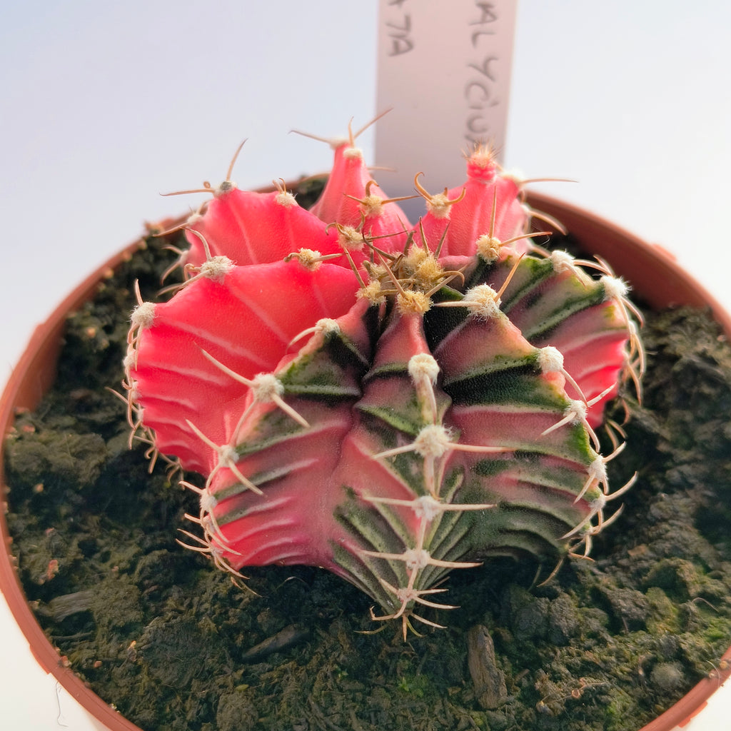 Gymnocalycium híbrido variegata