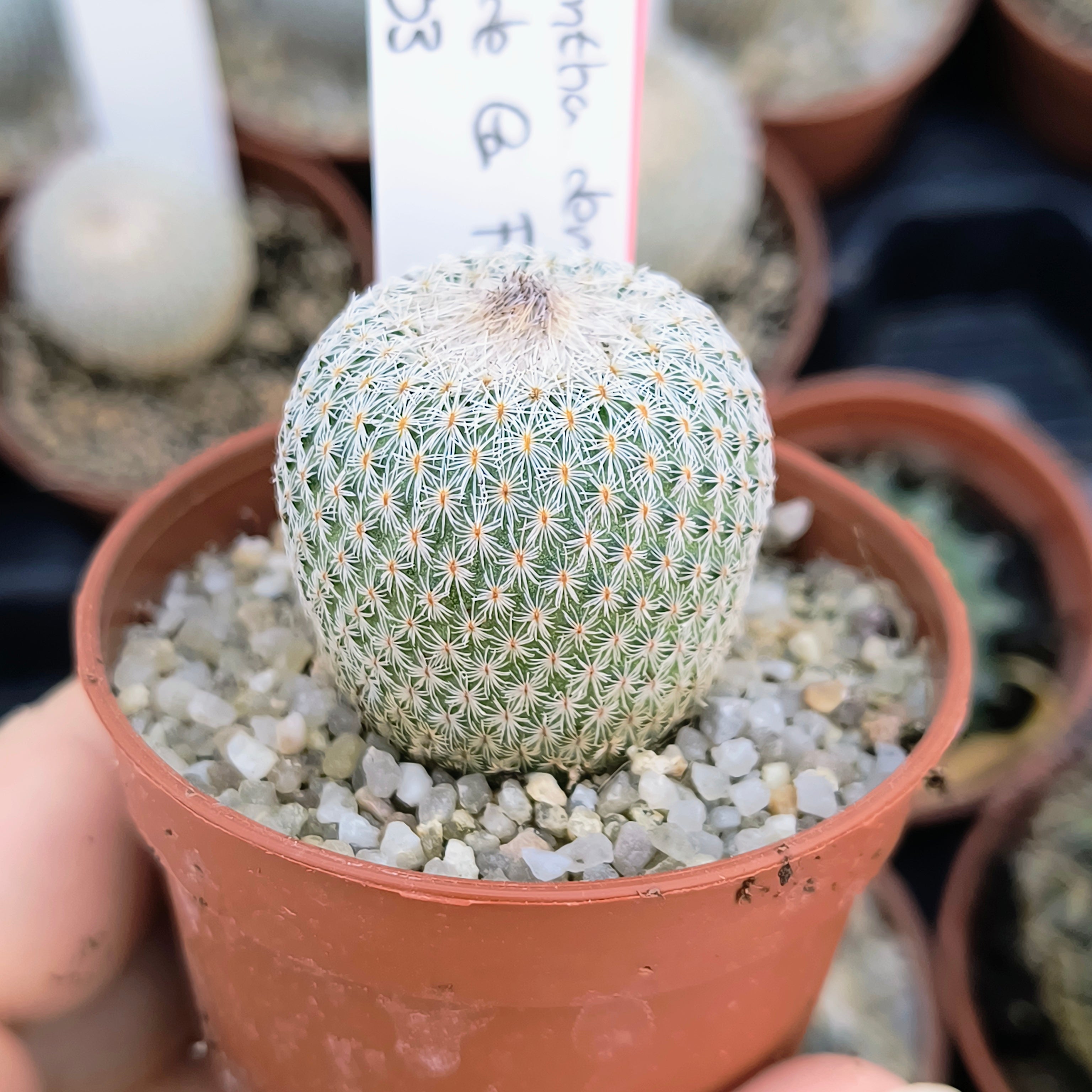 Epithelantha densispina Sierra de la Paila, Coahuila