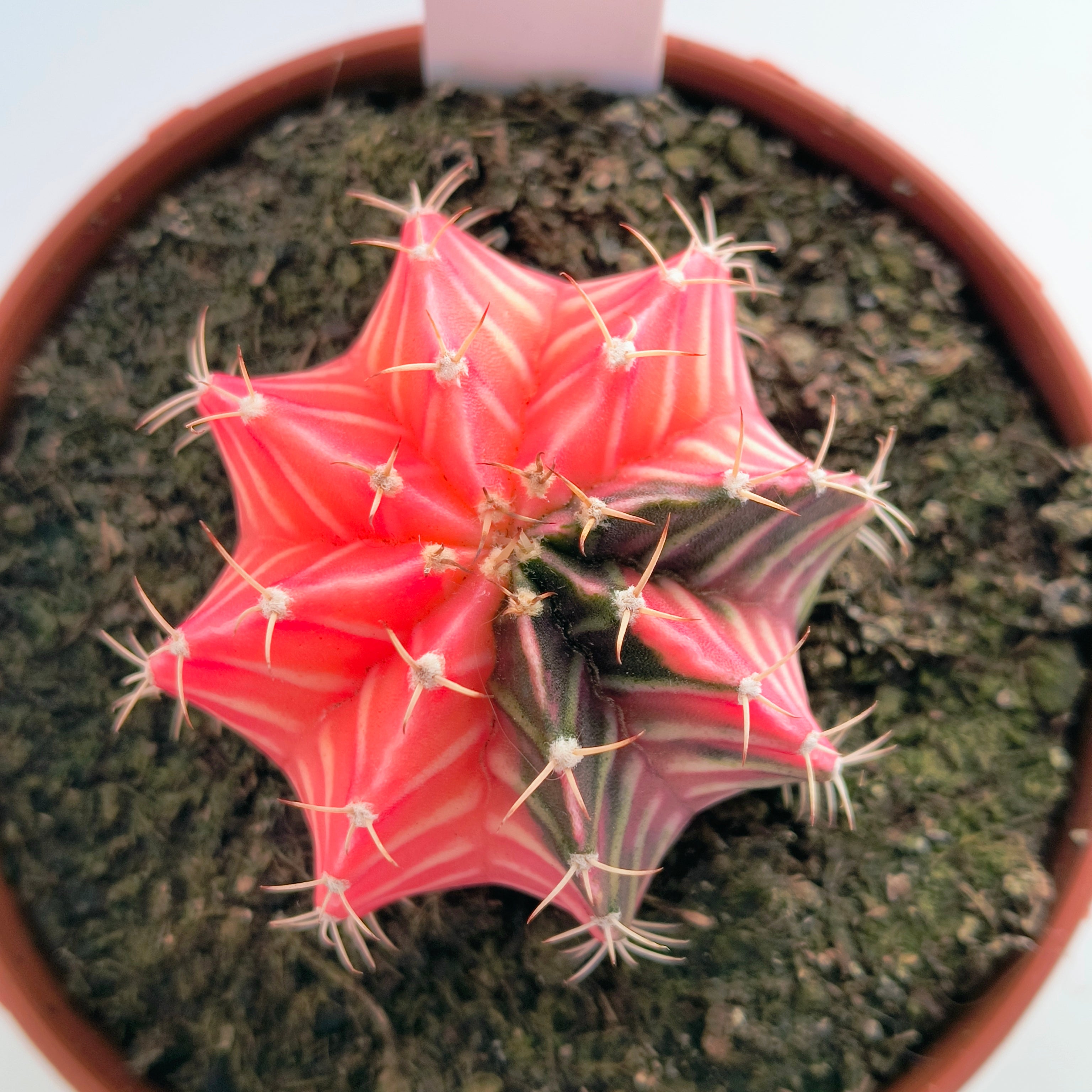 Gymnocalycium híbrido variegata