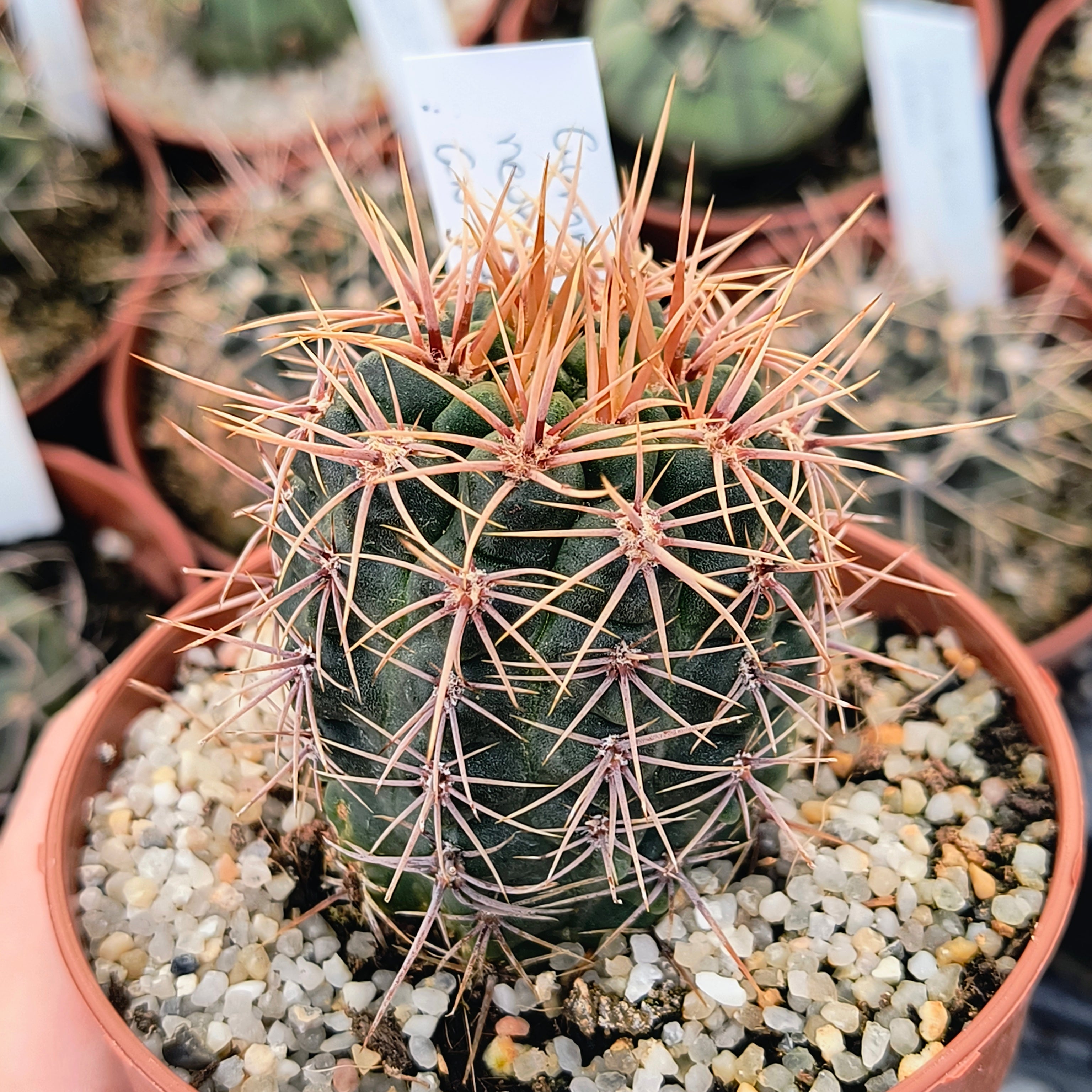 Gymnocalycium neuhuberi GN 77/186, Suyuque Nuevo, San Luis