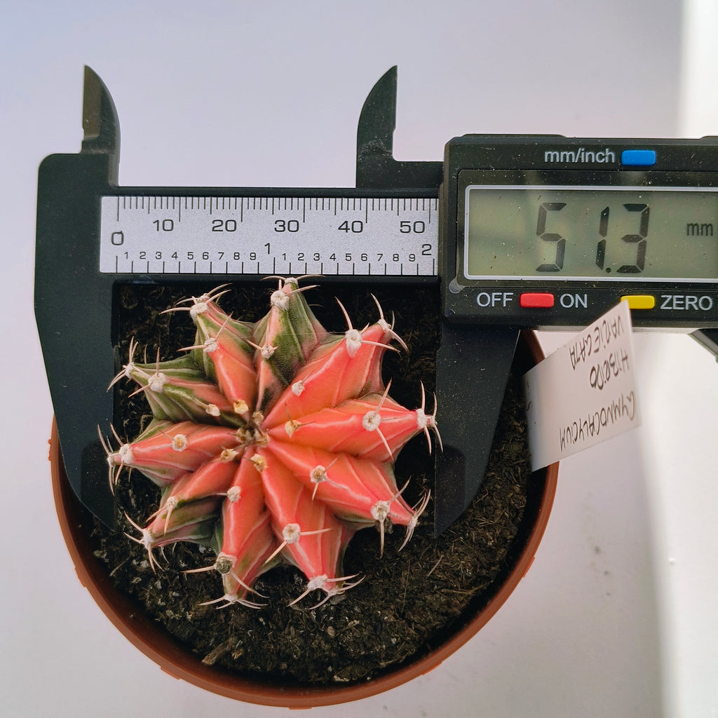 Gymnocalycium híbrido variegata