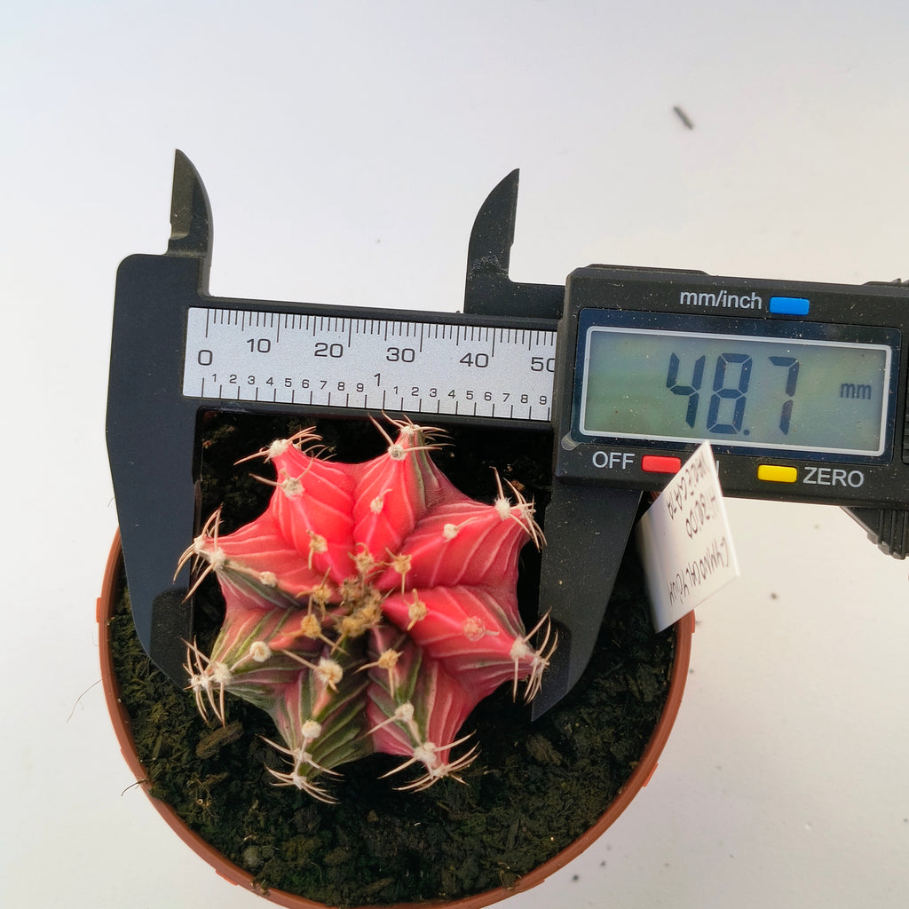 Gymnocalycium híbrido variegata