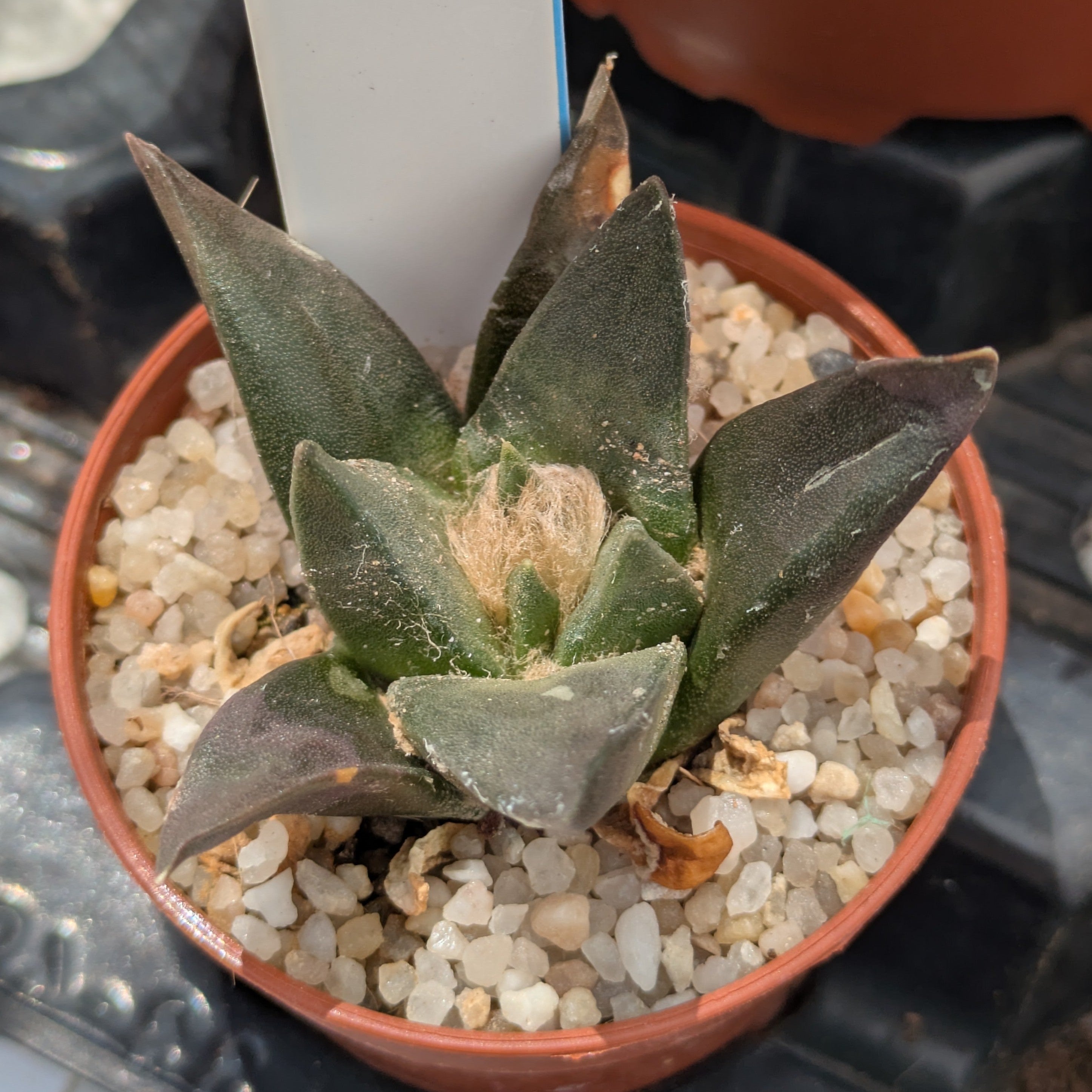 Ariocarpus confusus