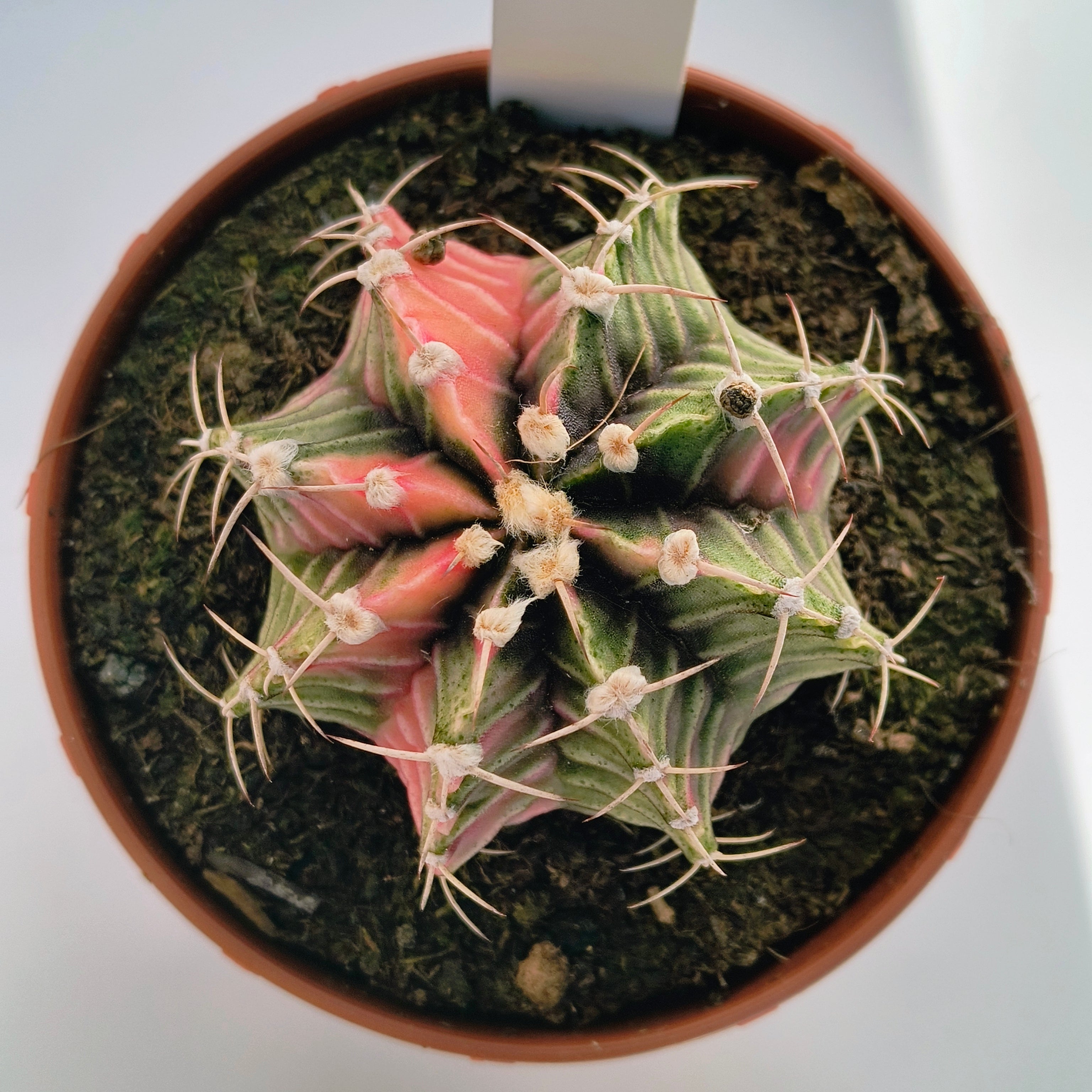 Gymnocalycium híbrido variegata