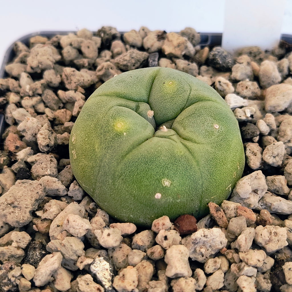 Lophophora diffusa cv. "Koike"