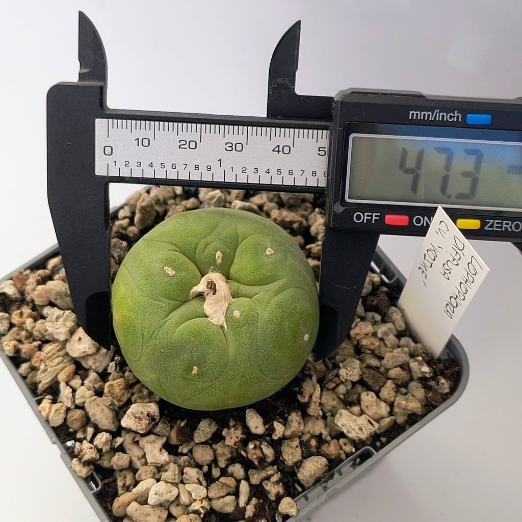 Lophophora diffusa cv. "Koike"