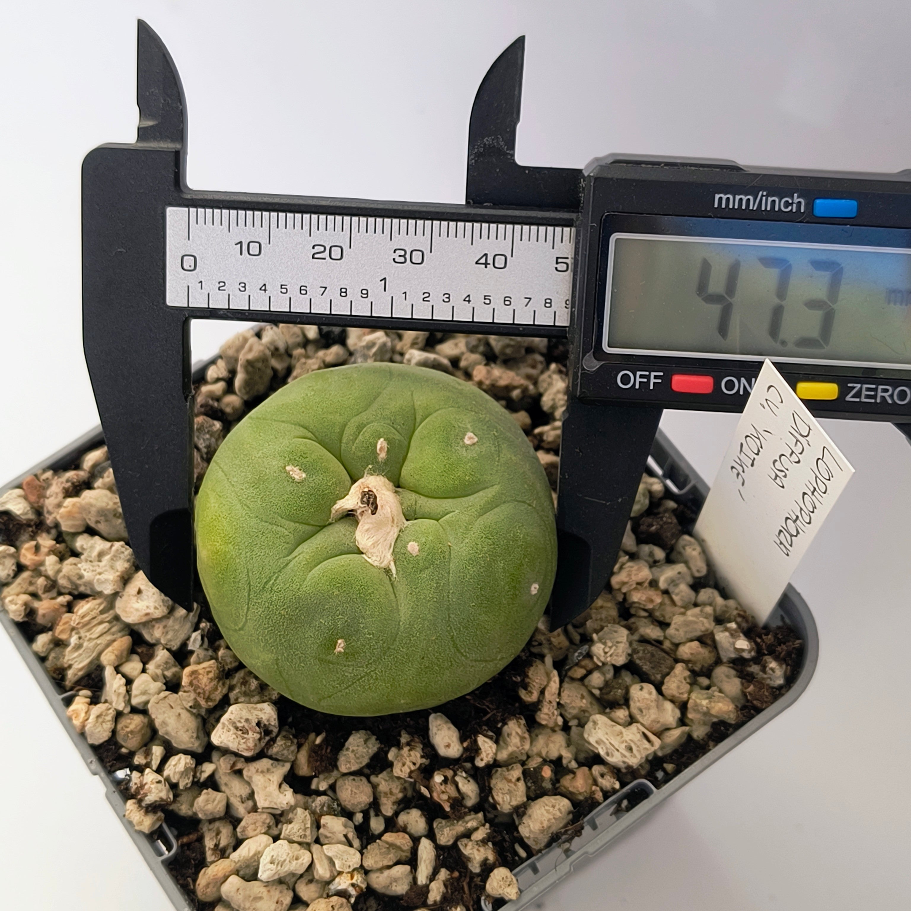 Lophophora diffusa cv. "Koike"