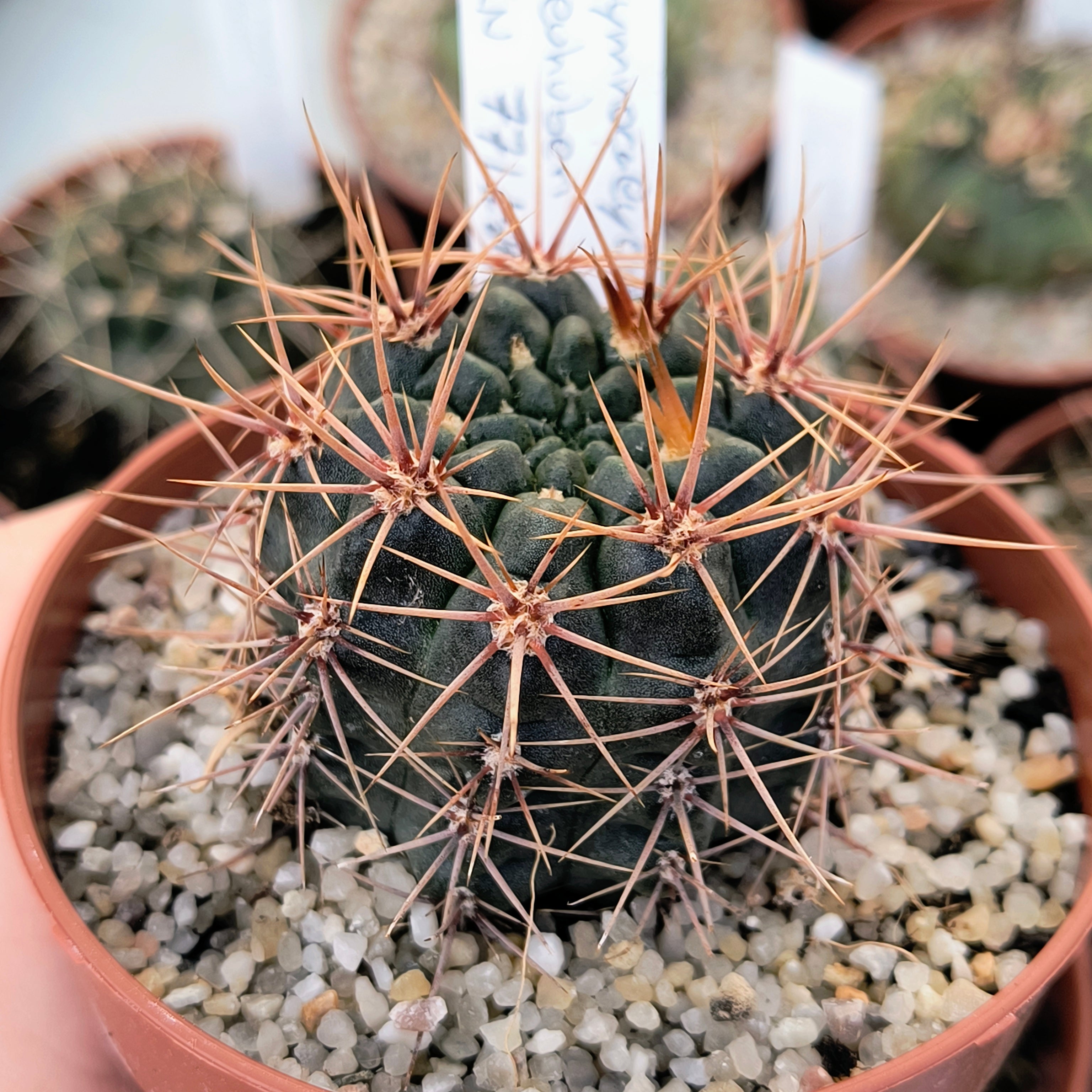 Gymnocalycium neuhuberi GN 77/186 Suyuque Nuevo, San Luis