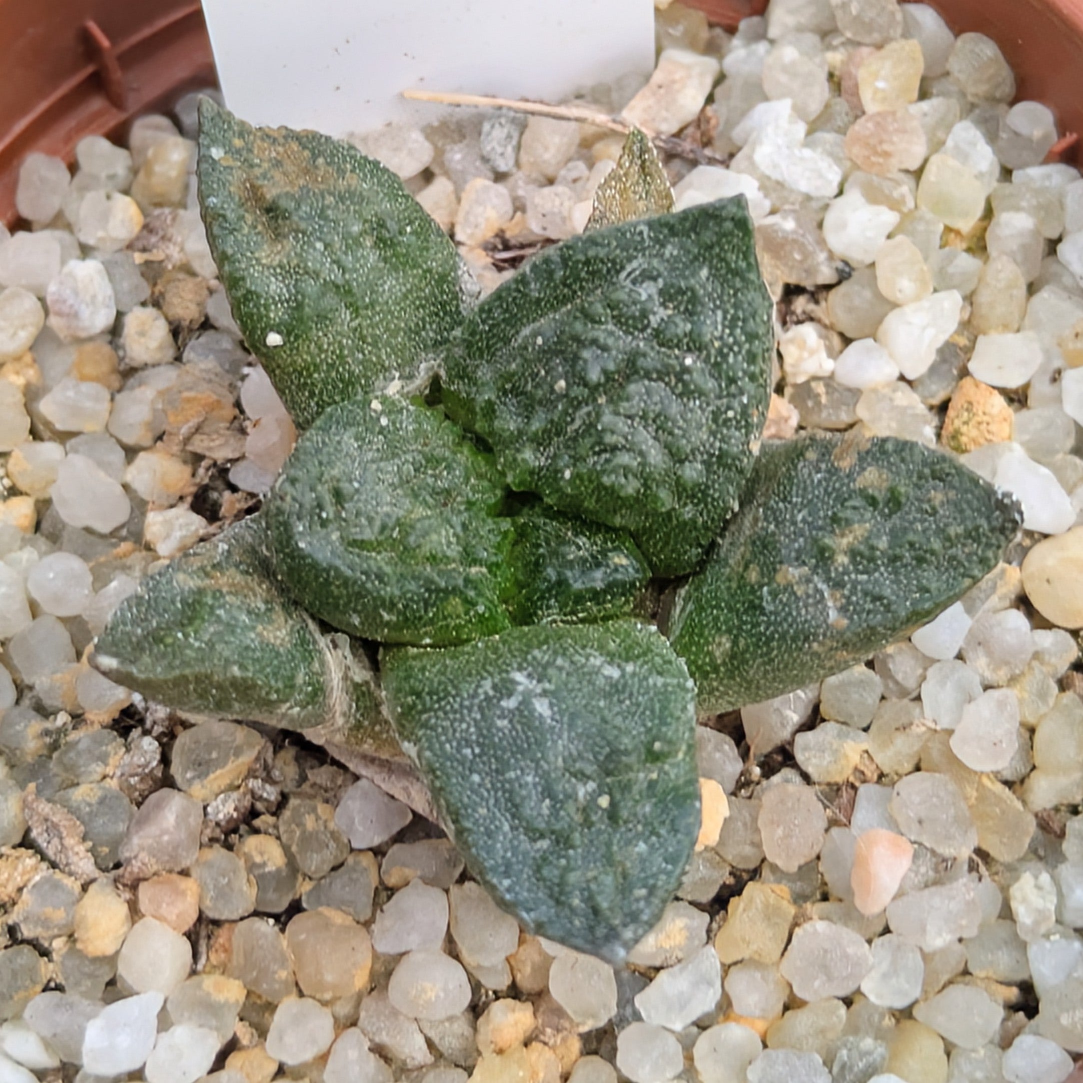 Ariocarpus fissuratus v. intermedius SB503 Cuatro Ciénagas, Coahuila, México