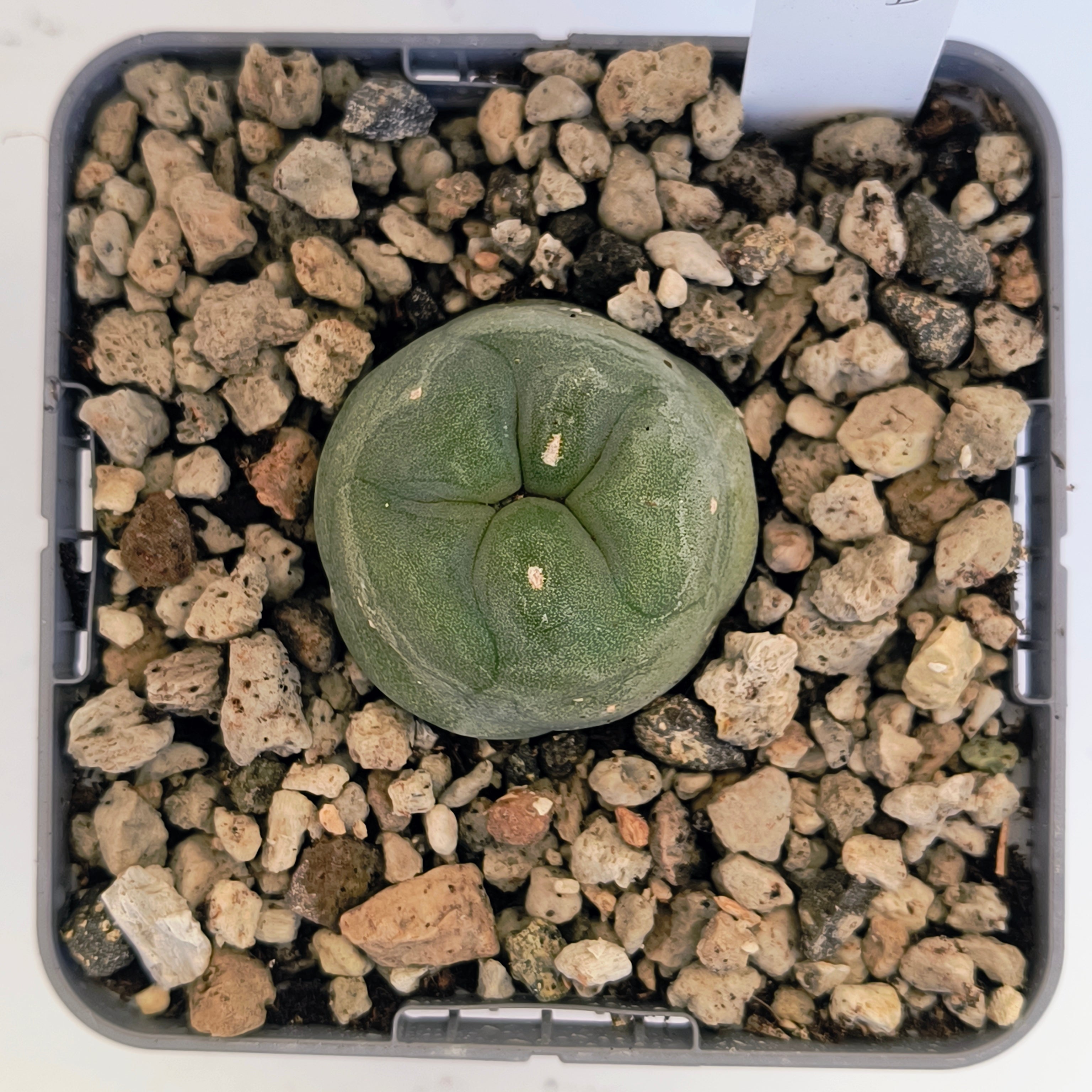 Lophophora diffusa cv. "Koike"