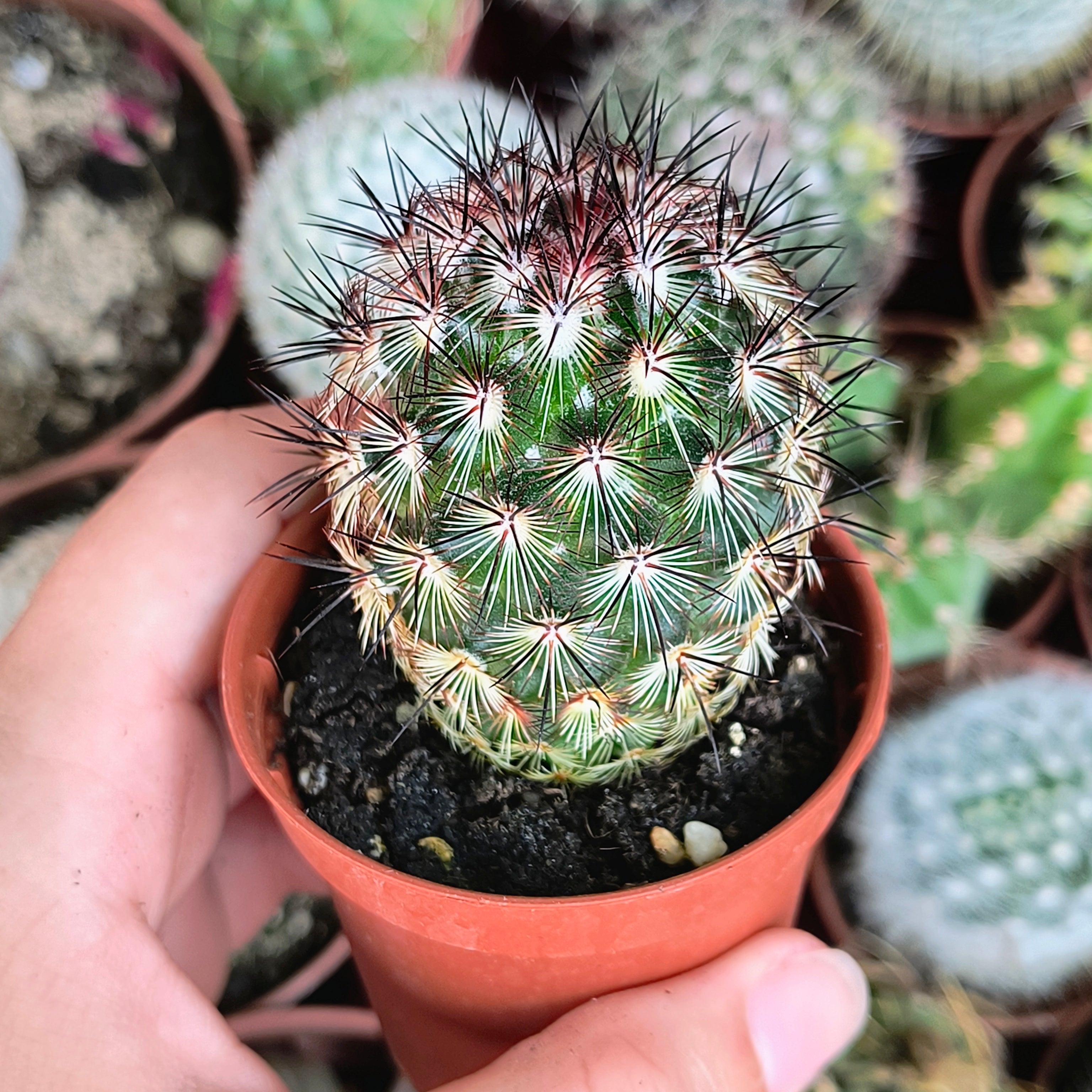 Mammillaria microhelia
